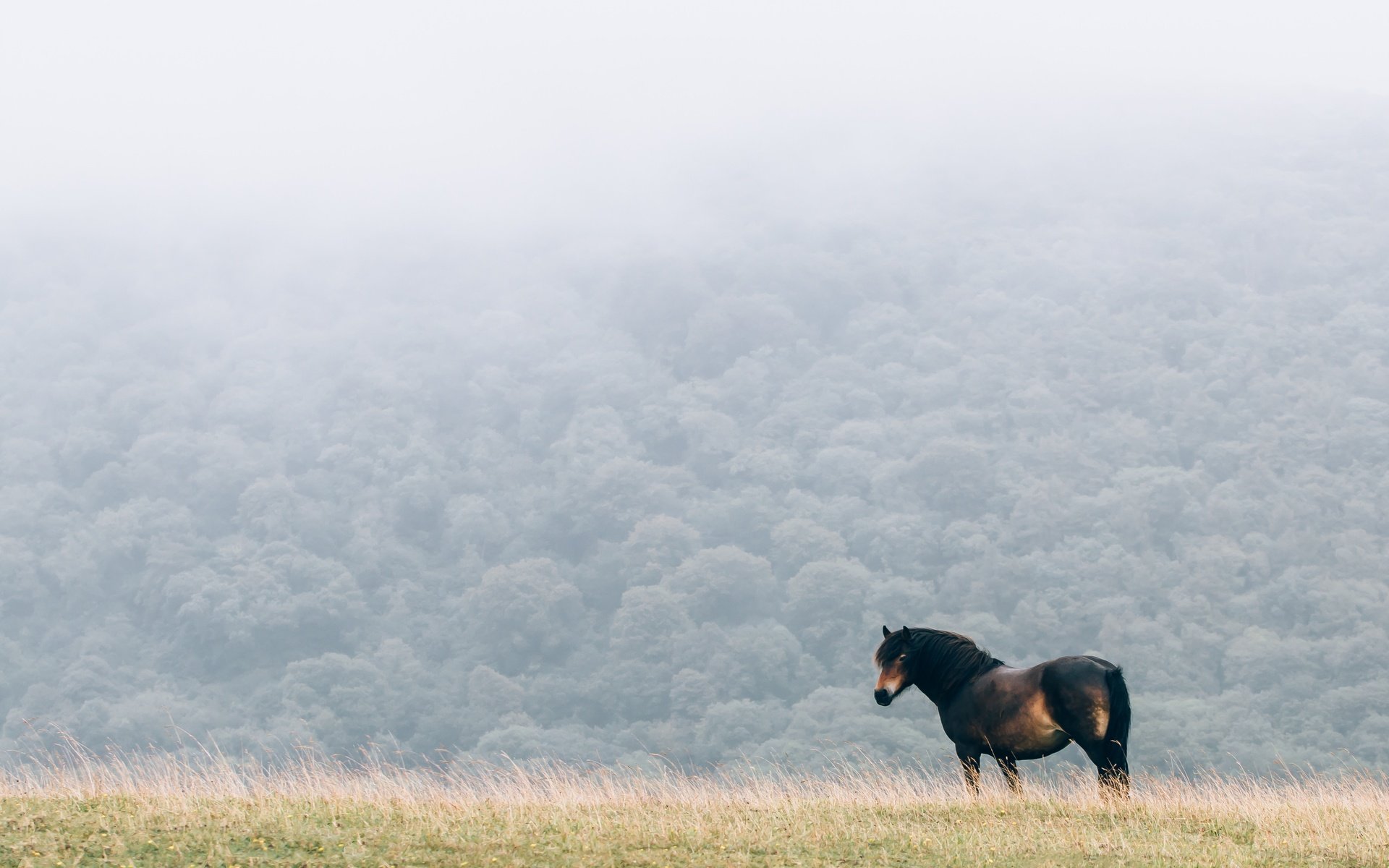 Обои лошадь, природа, туман, поле, конь, грива, horse, nature, fog, field, mane разрешение 4095x2730 Загрузить