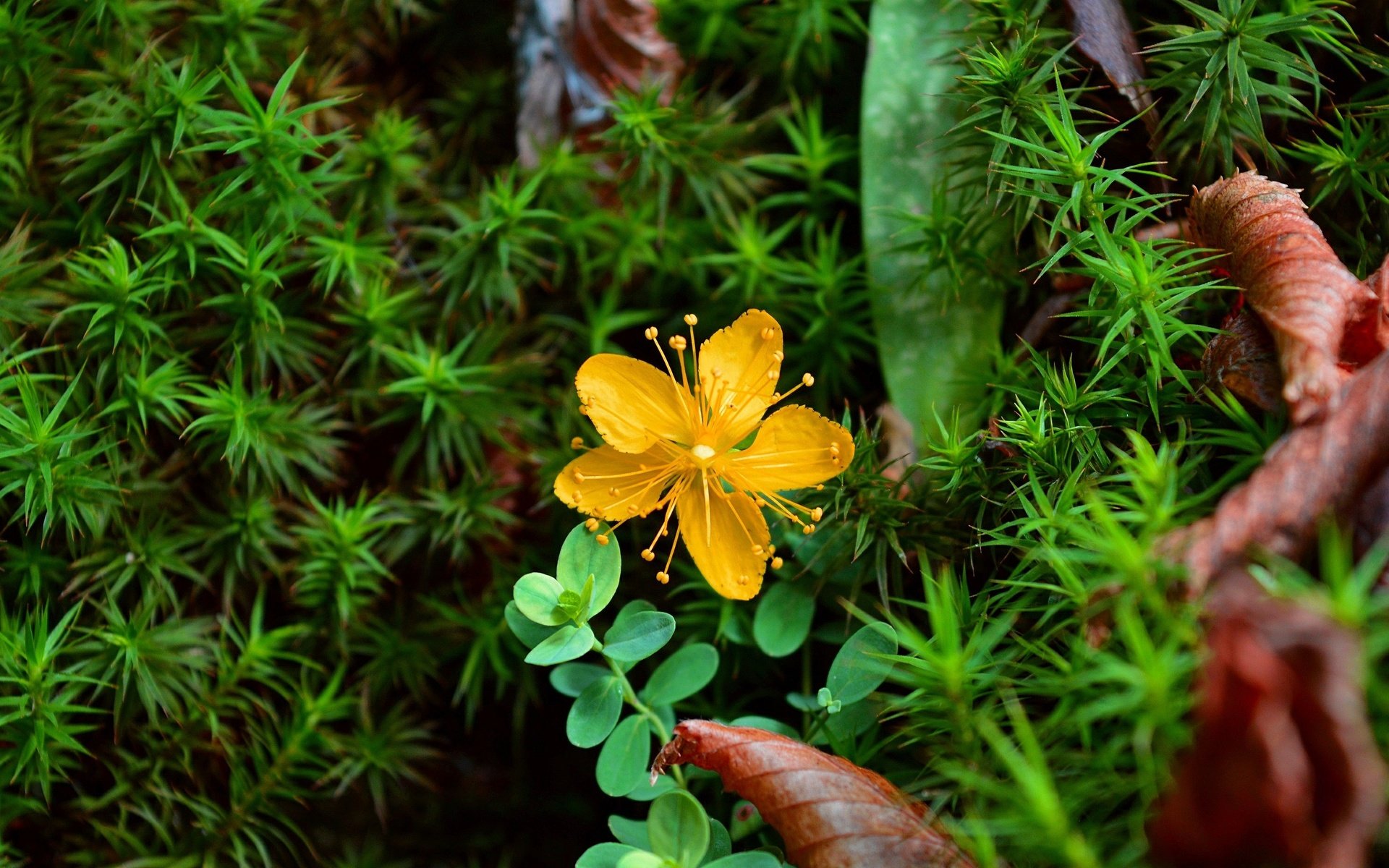 Обои желтый, растения, цветок, лепестки, зверобой, зверобой олимпийский, yellow, plants, flower, petals, st. john's wort, st. john's wort olympic разрешение 3000x1869 Загрузить