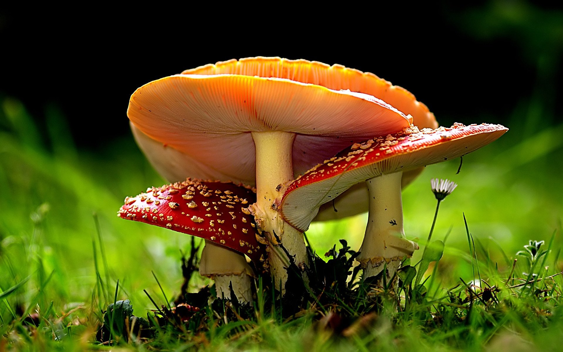 Обои природа, макро, грибы, боке, мухоморы, nature, macro, mushrooms, bokeh, amanita разрешение 2400x1439 Загрузить