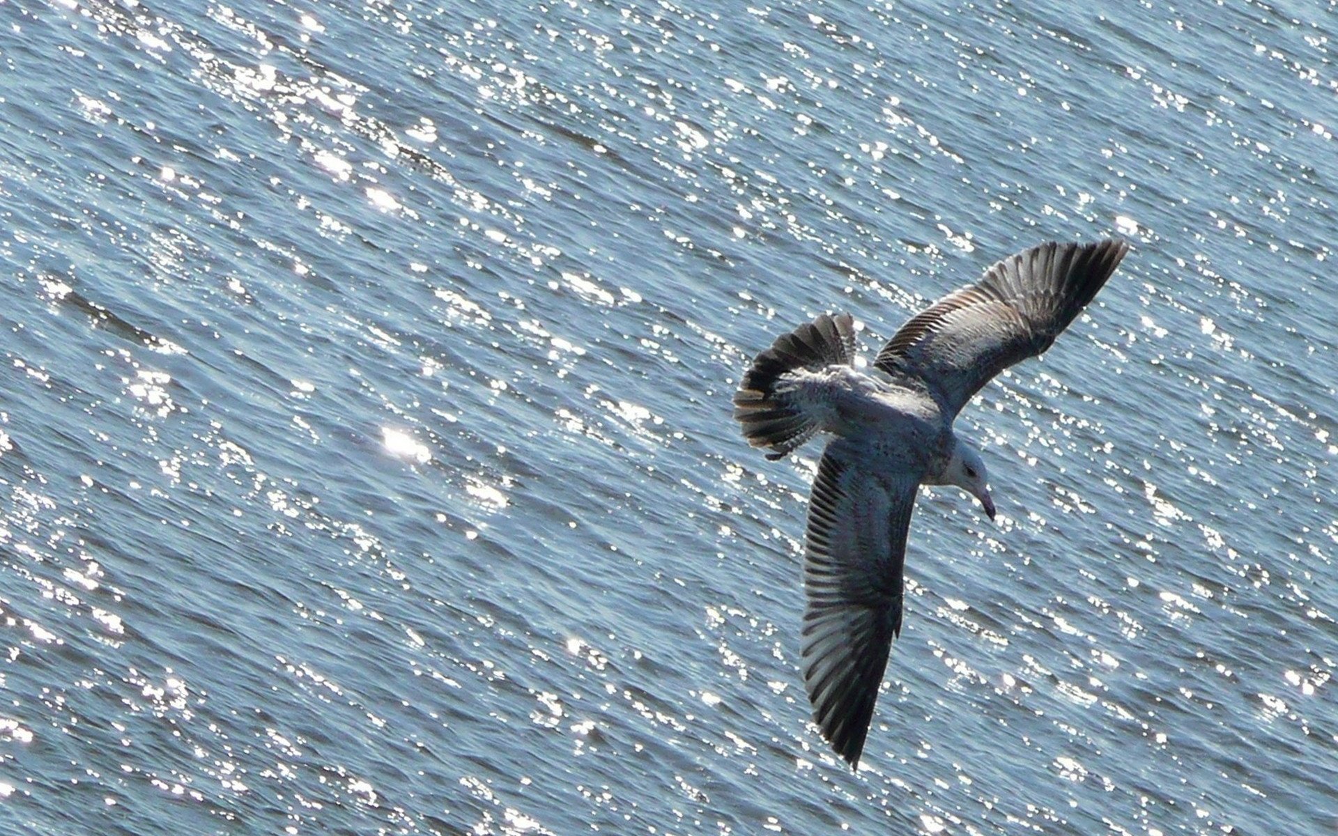 Обои вода, полет, чайка, океан, птица, животное, water, flight, seagull, the ocean, bird, animal разрешение 1920x1280 Загрузить