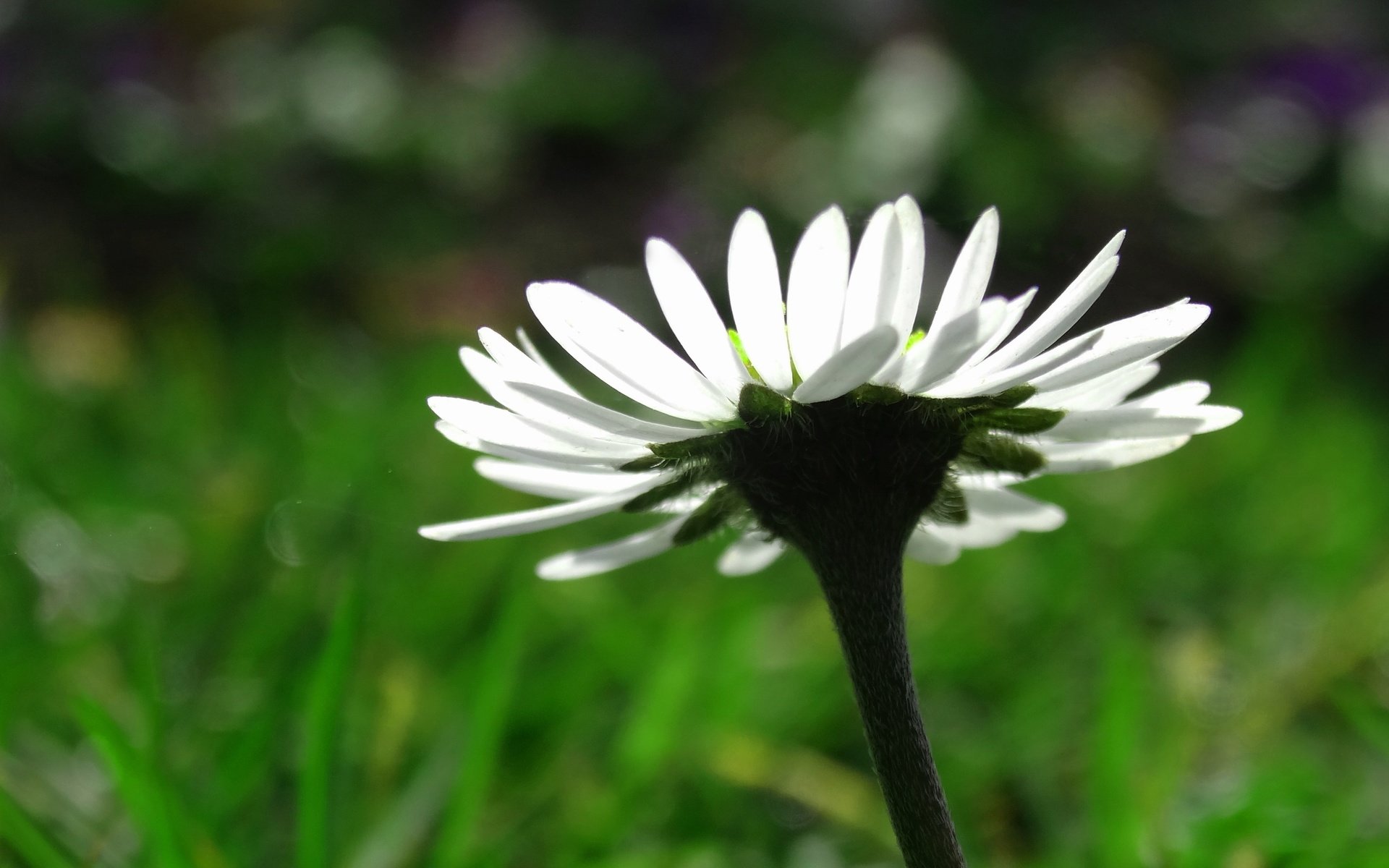 Обои макро, цветок, лепестки, ромашка, размытость, белая, macro, flower, petals, daisy, blur, white разрешение 4056x2768 Загрузить