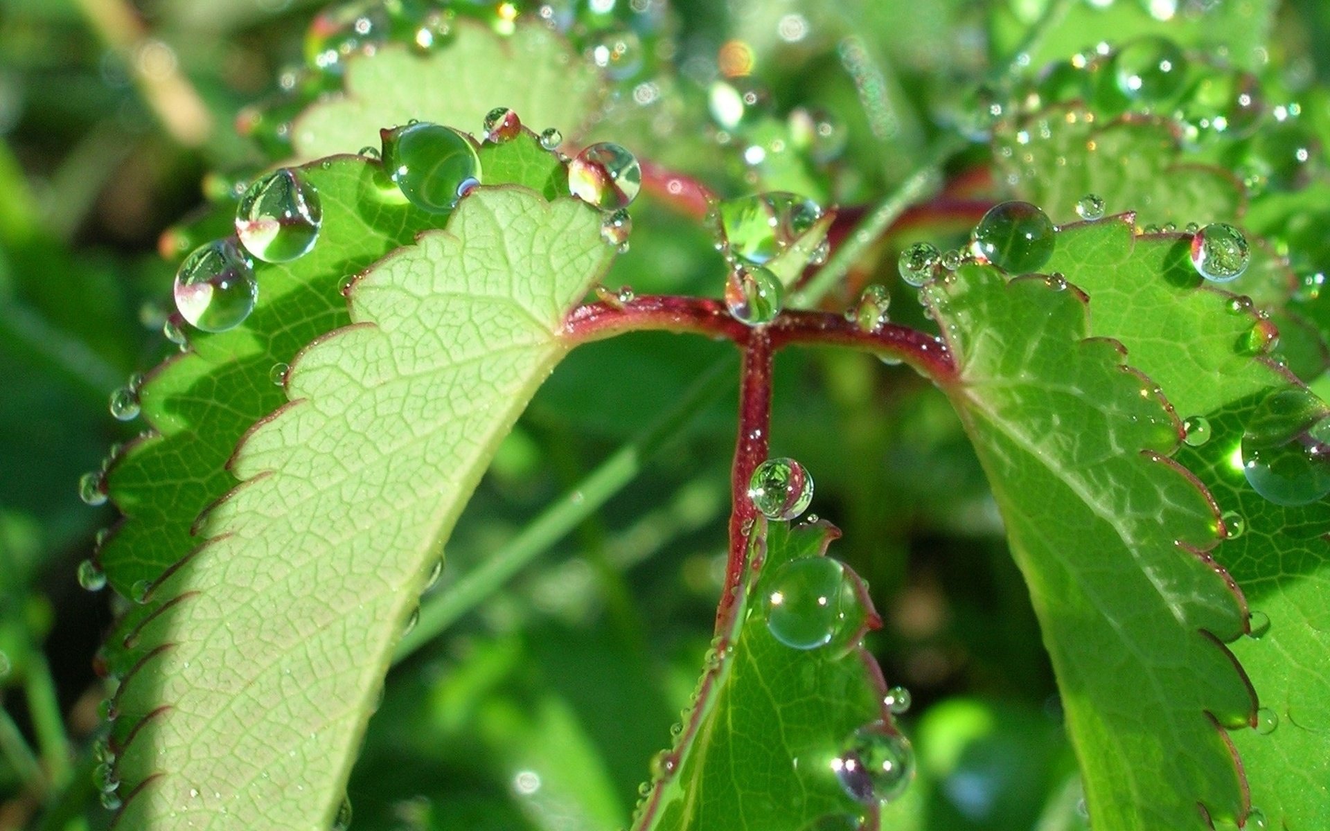 Обои природа, листья, роса, капли, растение, nature, leaves, rosa, drops, plant разрешение 1944x1446 Загрузить