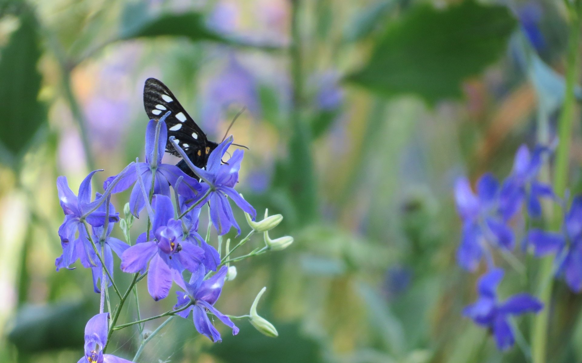 Обои насекомое, цветок, лето, бабочка, insect, flower, summer, butterfly разрешение 4000x3000 Загрузить