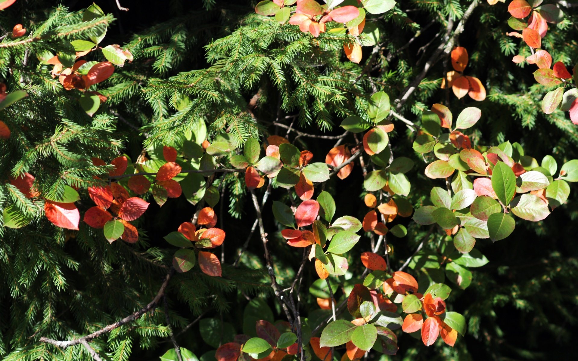 Обои деревья, природа, листья, осень, ель, trees, nature, leaves, autumn, spruce разрешение 5184x3456 Загрузить