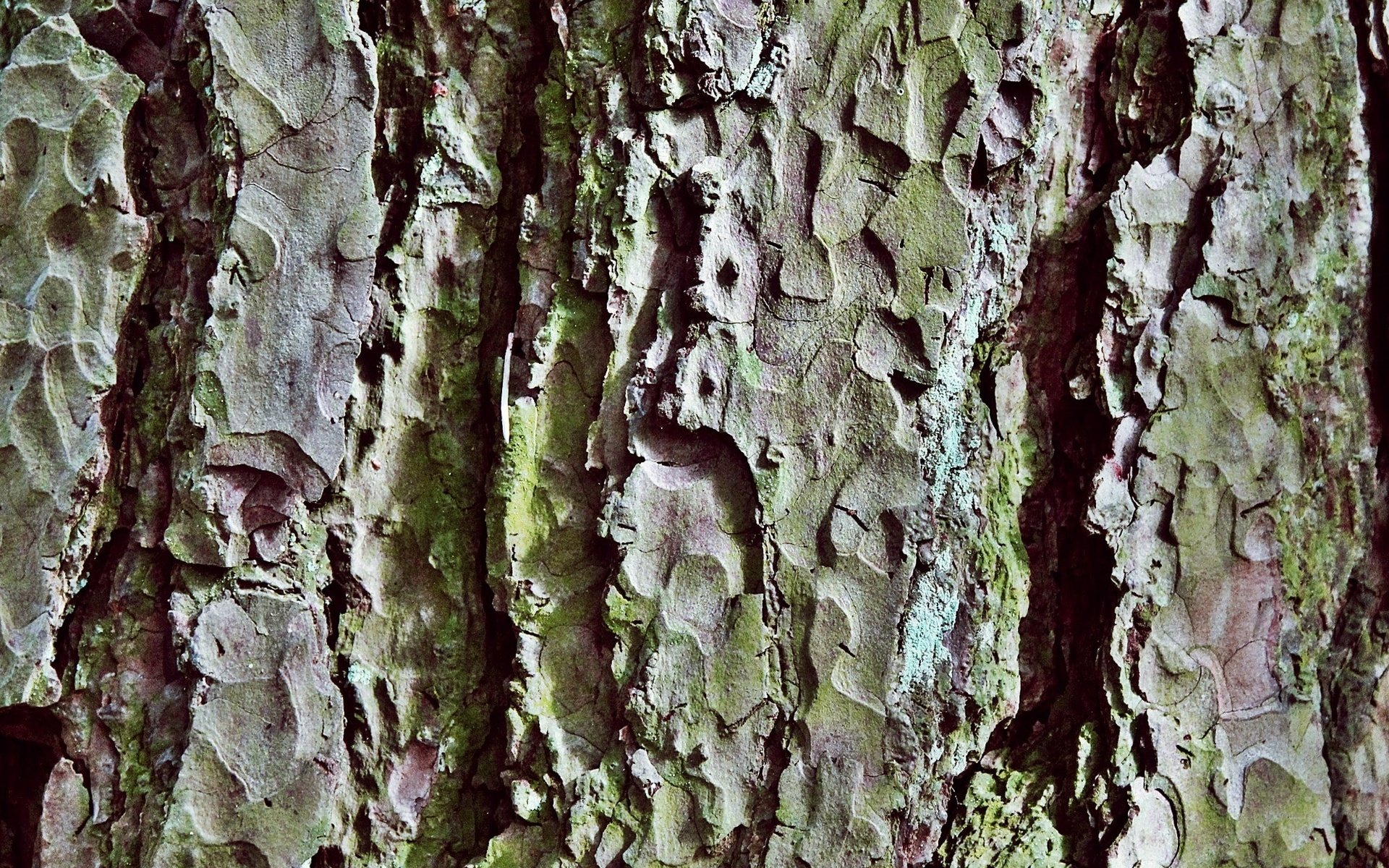 Обои природа, дерево, текстура, узор, ствол, крупный план, кора, бревно, nature, tree, texture, pattern, trunk, close-up, bark, log разрешение 2000x1500 Загрузить