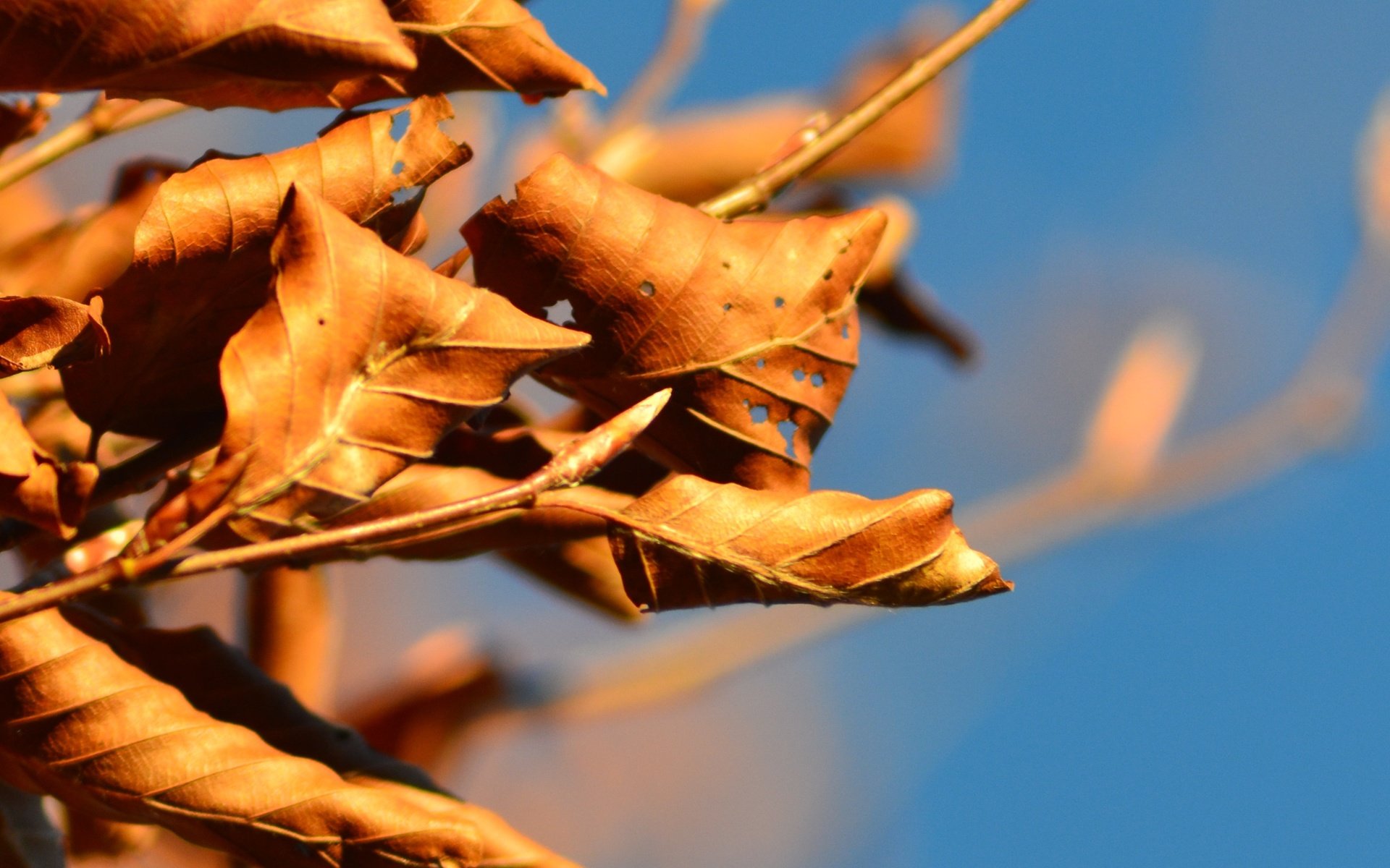 Обои небо, ветка, дерево, листья, осень, the sky, branch, tree, leaves, autumn разрешение 3072x4608 Загрузить