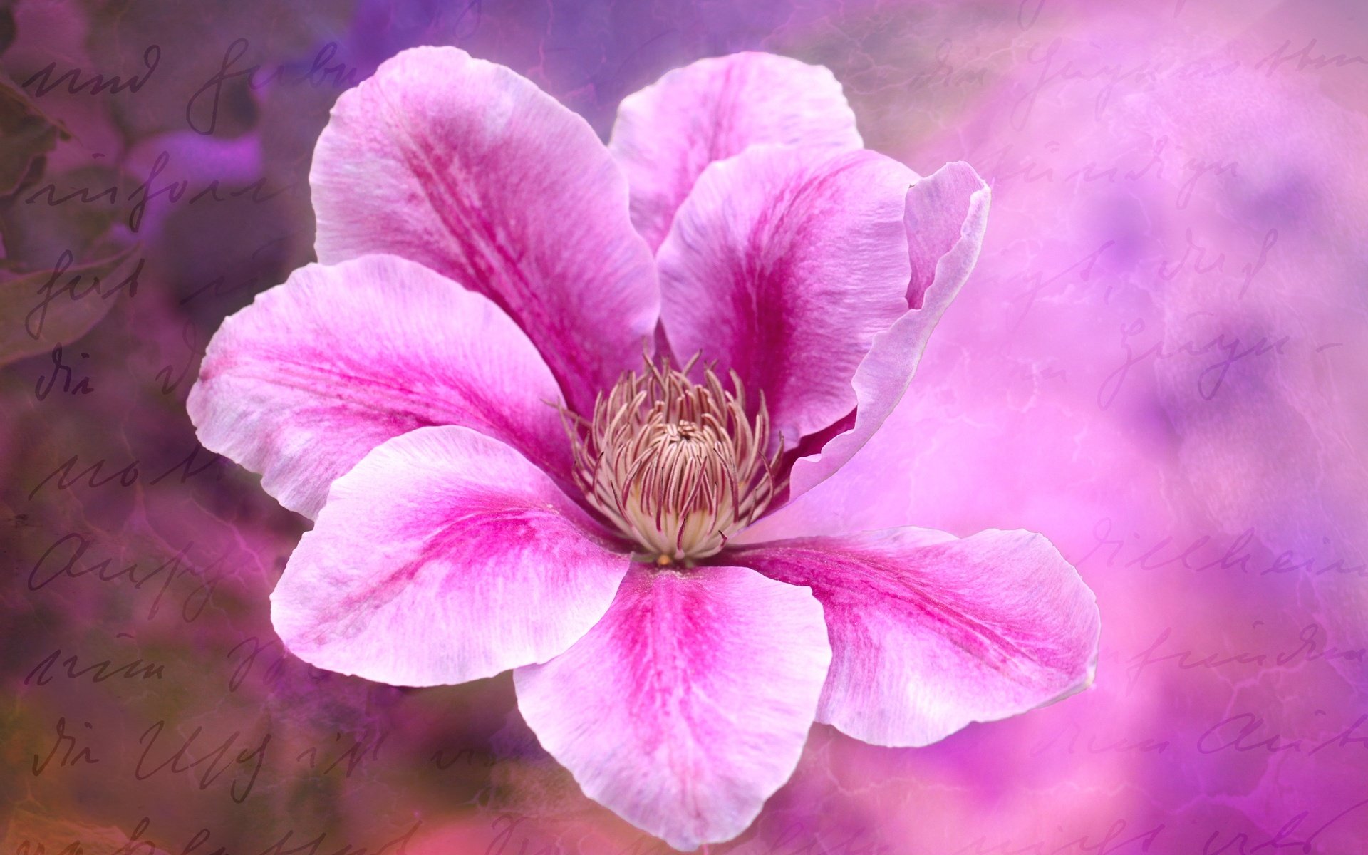 Обои цветение, цветок, розовый, клематис, flowering, flower, pink, clematis разрешение 4752x3168 Загрузить