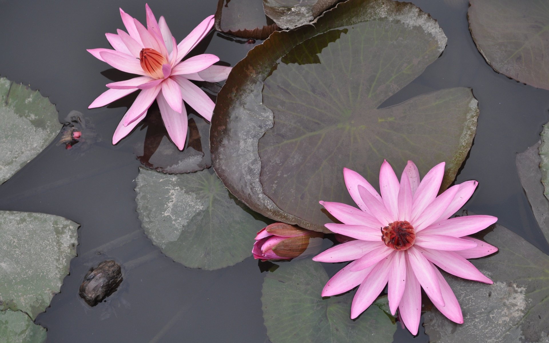 Обои цветение, отражение, цветок, пруд, вьетнам, водяная лилия, flowering, reflection, flower, pond, vietnam, water lily разрешение 4288x2848 Загрузить