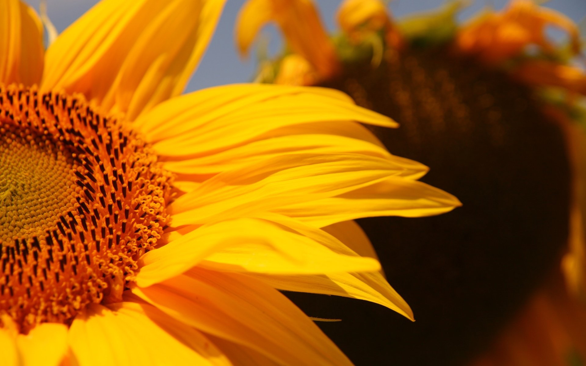 Обои желтый, цветок, лепестки, подсолнух, крупным планом, yellow, flower, petals, sunflower, closeup разрешение 3888x2592 Загрузить