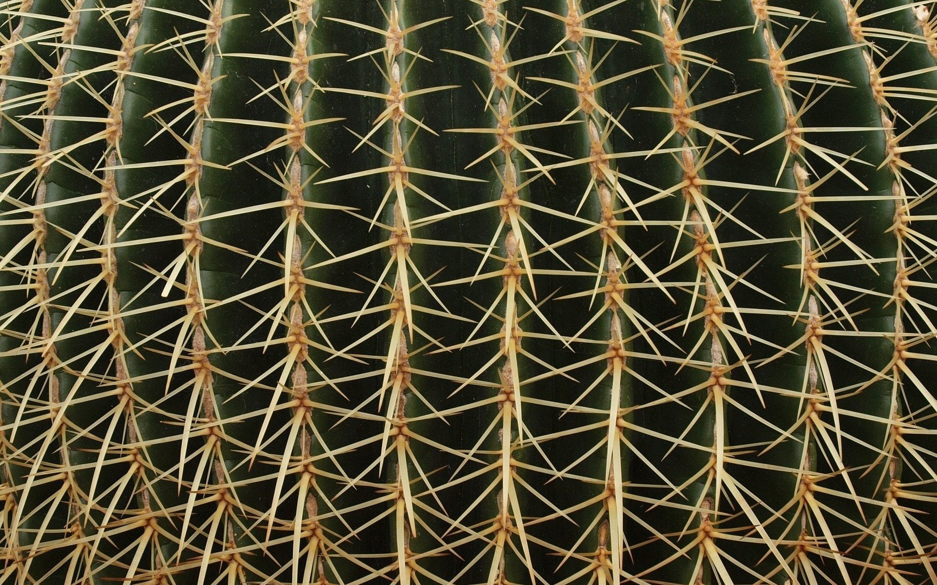 Обои текстура, макро, цветок, колючки, растение, шипы, кактус, texture, macro, flower, barb, plant, spikes, cactus разрешение 1920x1440 Загрузить