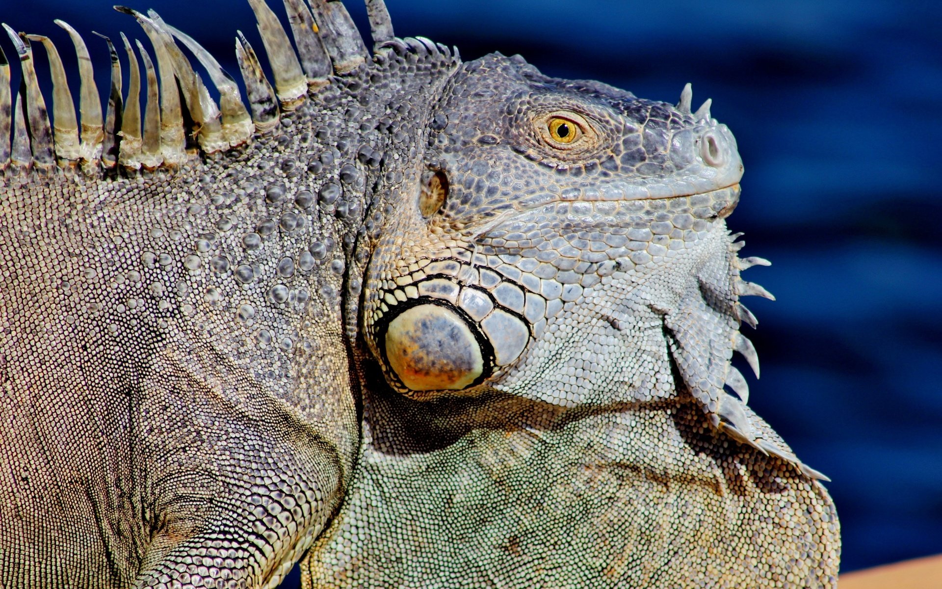 Обои ящерица, профиль, животное, рептилия, игуана, крупным планом, lizard, profile, animal, reptile, iguana, closeup разрешение 3456x2304 Загрузить