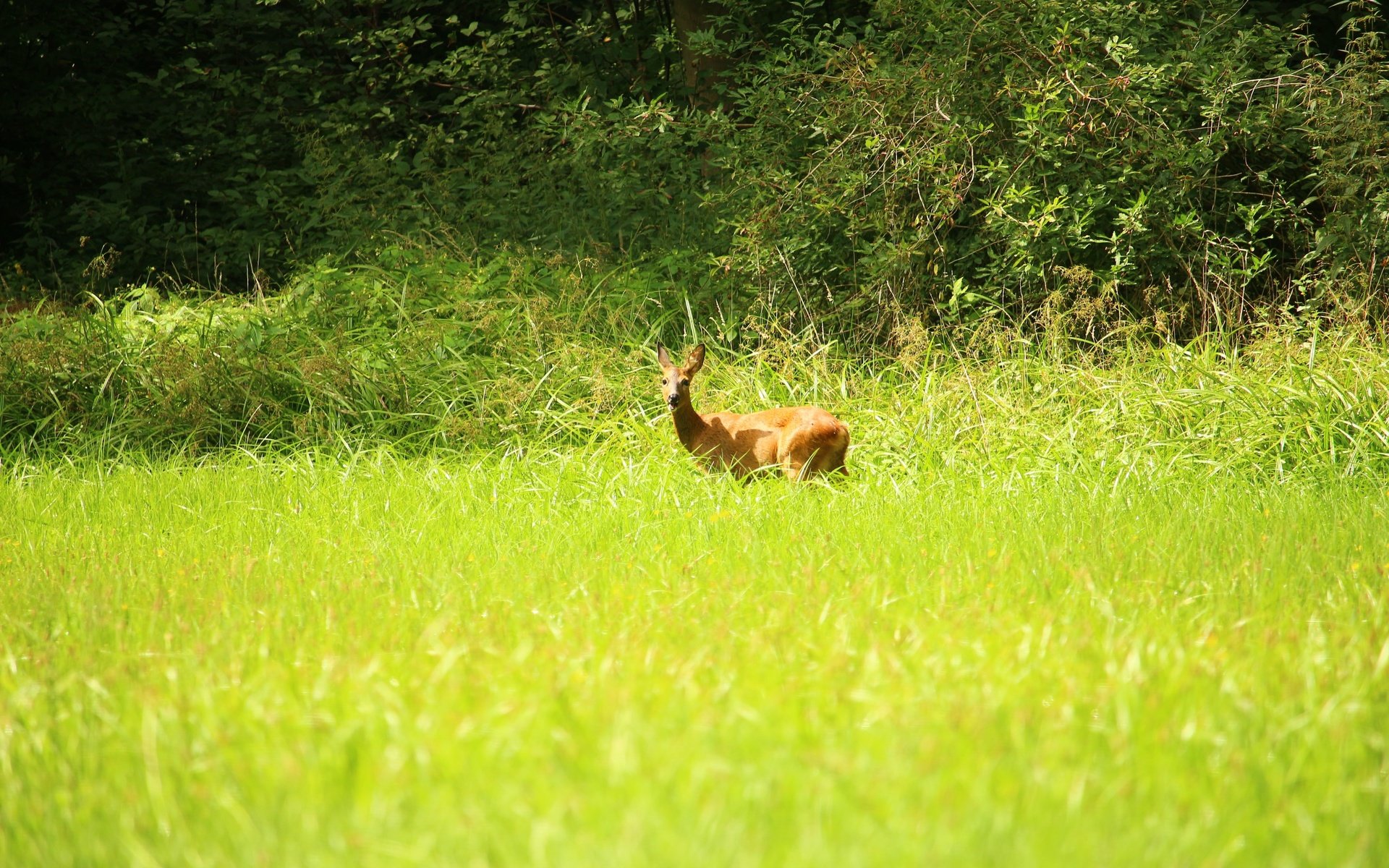 Обои трава, природа, лес, олень, луг, животное, лужайка, косуля, grass, nature, forest, deer, meadow, animal, lawn, roe разрешение 5184x3456 Загрузить