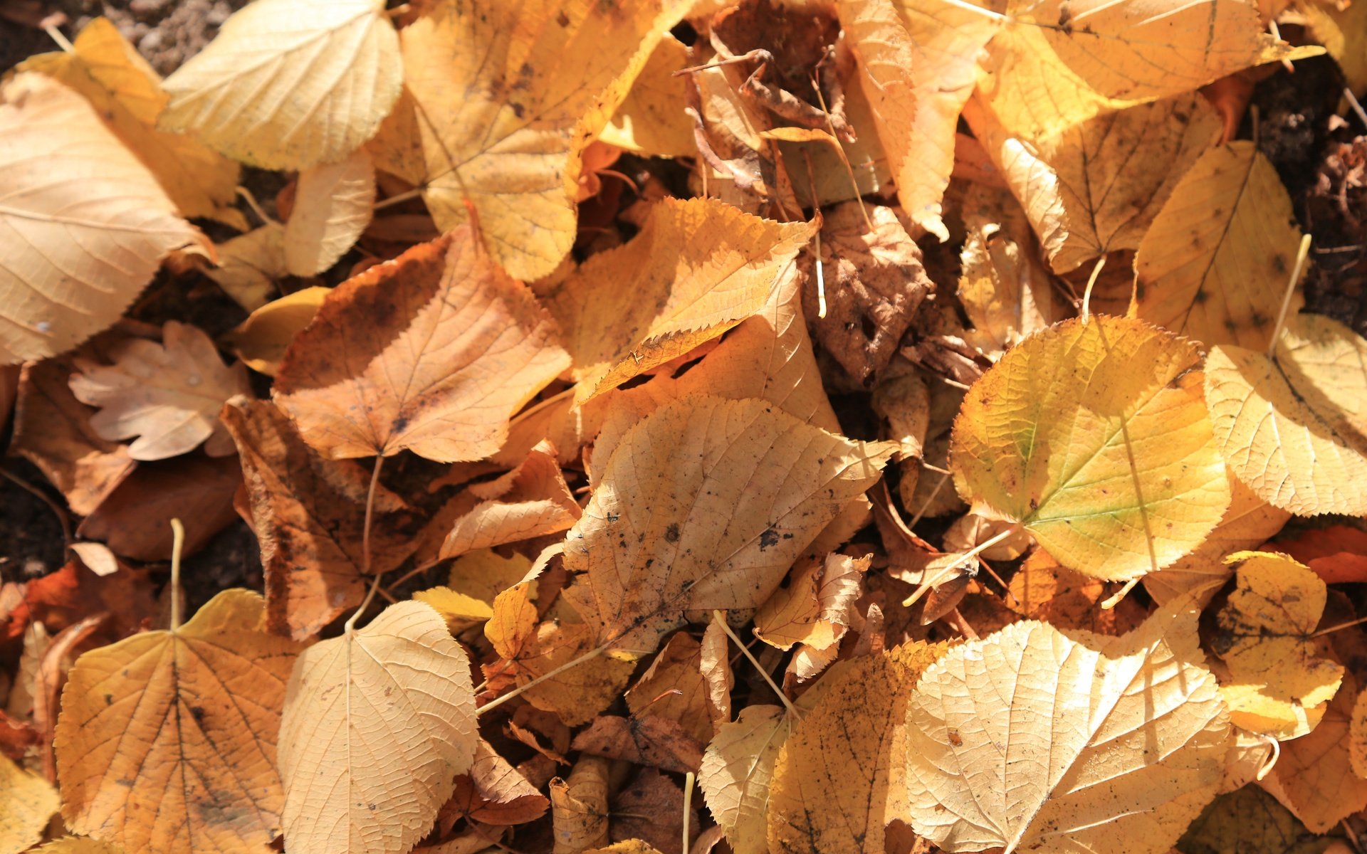 Обои природа, листья, осень, сухие, nature, leaves, autumn, dry разрешение 5472x3648 Загрузить