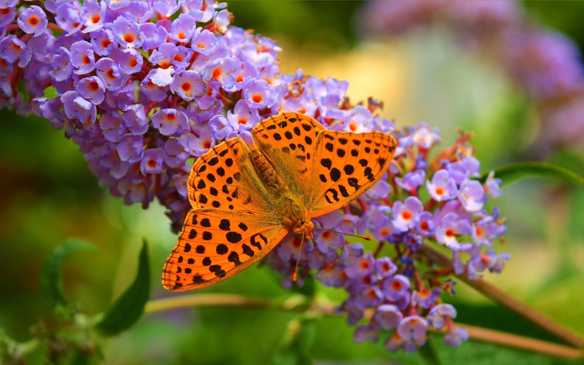 Обои цветы, природа, макро, бабочка, крылья, насекомые, размытость, flowers, nature, macro, butterfly, wings, insects, blur разрешение 3002x1857 Загрузить