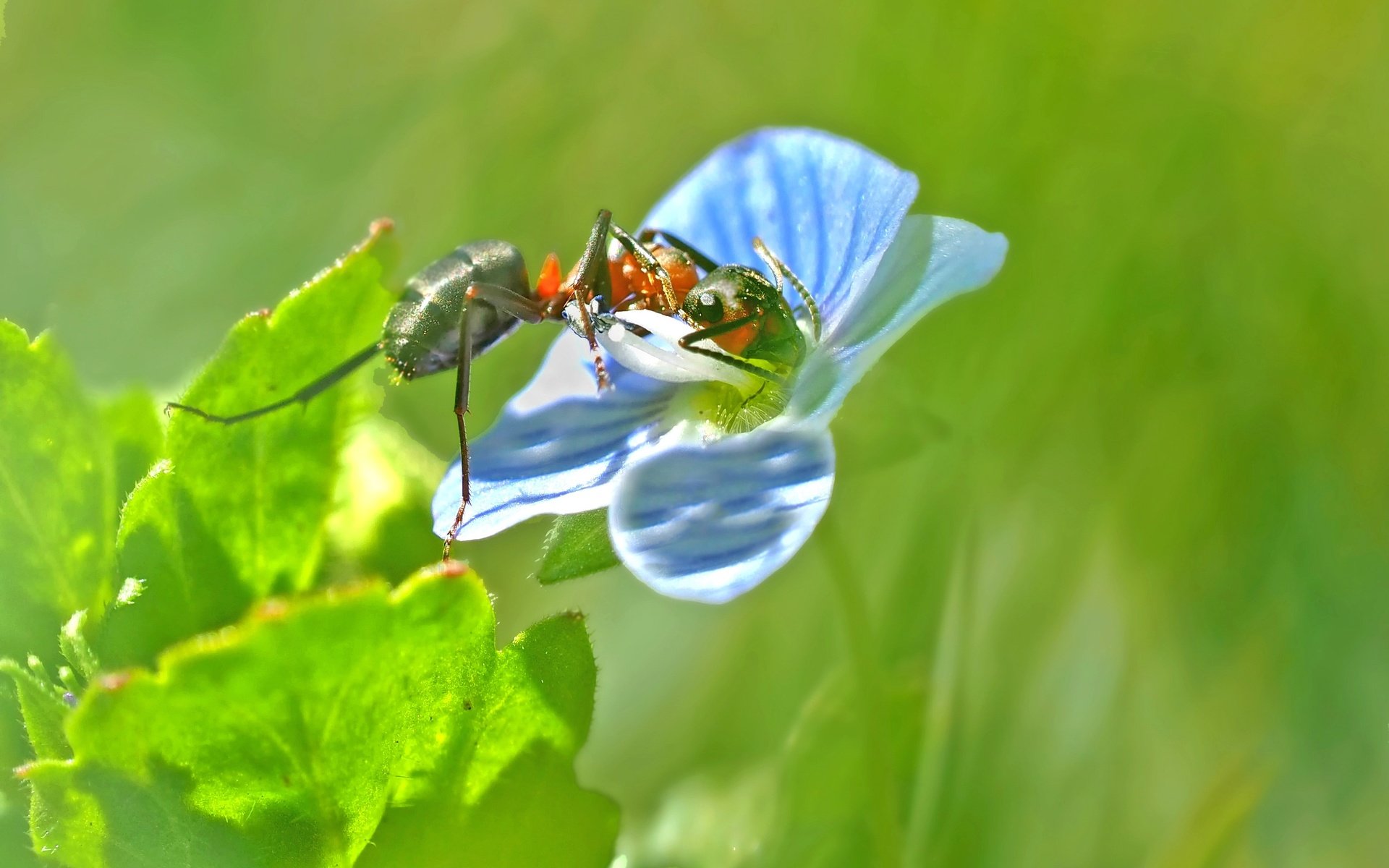 Обои природа, насекомое, цветок, размытость, муравей, растение, крупным планом, nature, insect, flower, blur, ant, plant, closeup разрешение 3146x1988 Загрузить