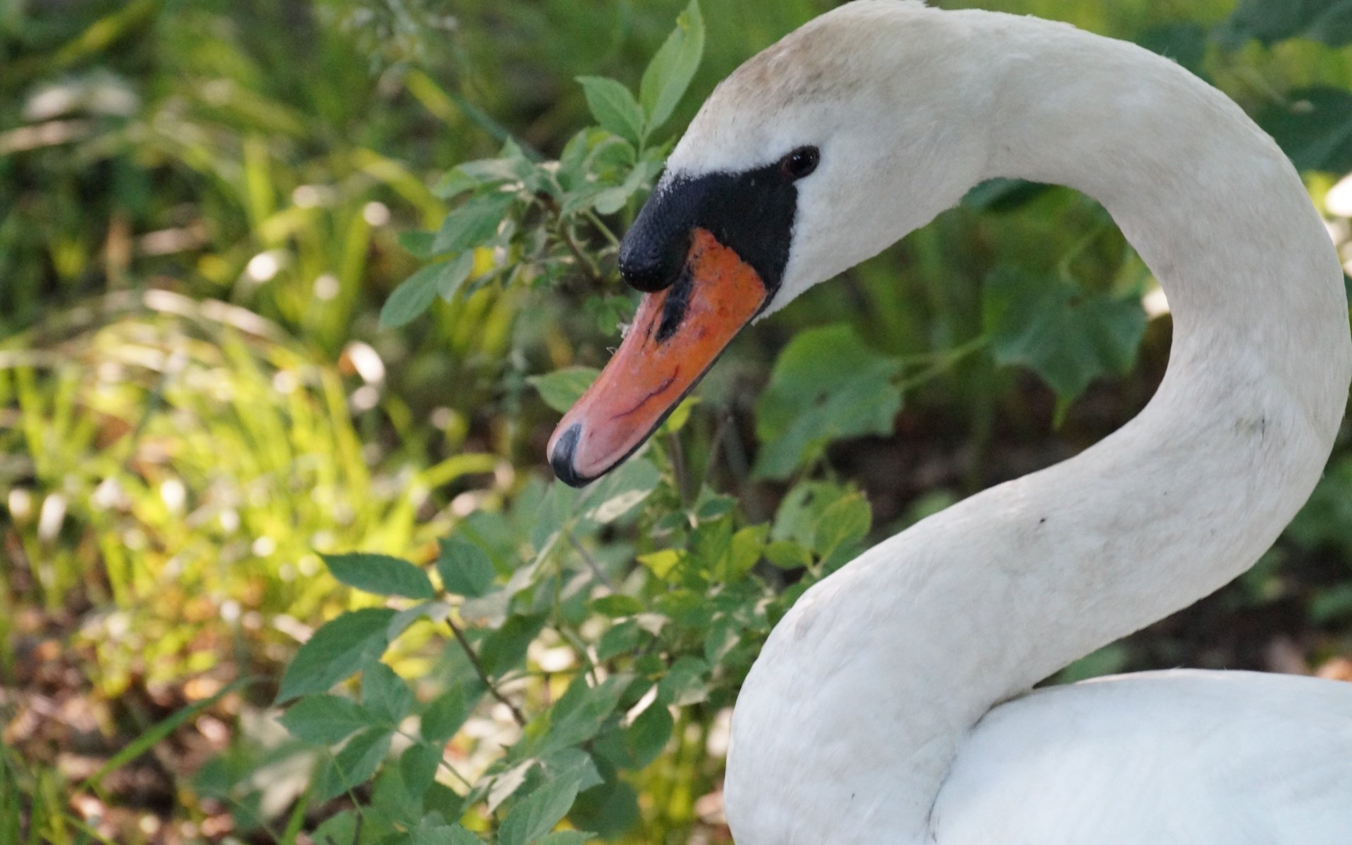 Обои природа, птица, лебедь, шея, nature, bird, swan, neck разрешение 3872x2576 Загрузить