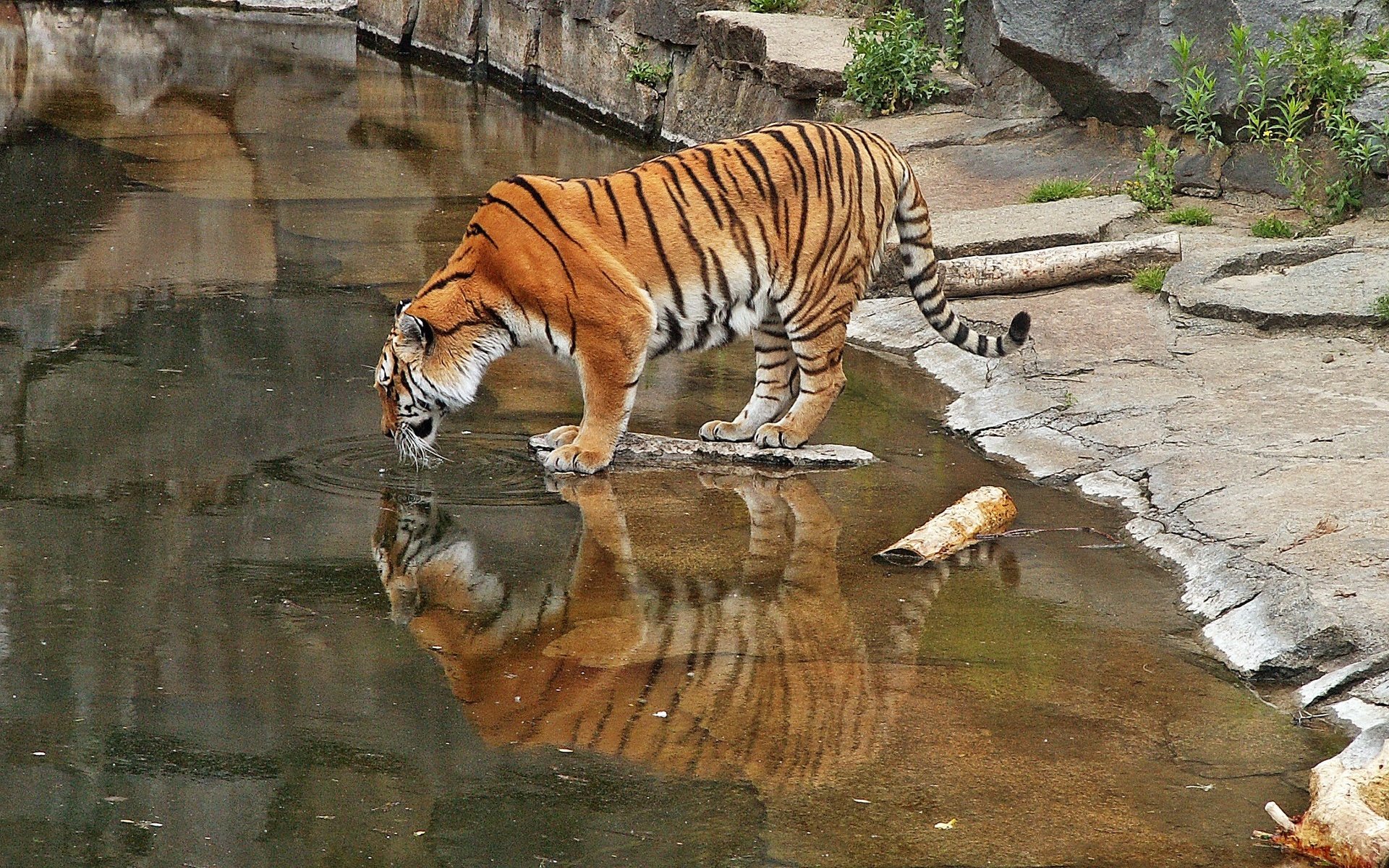 Обои тигр, большая кошка, зоопарк, tiger, big cat, zoo разрешение 2272x1704 Загрузить