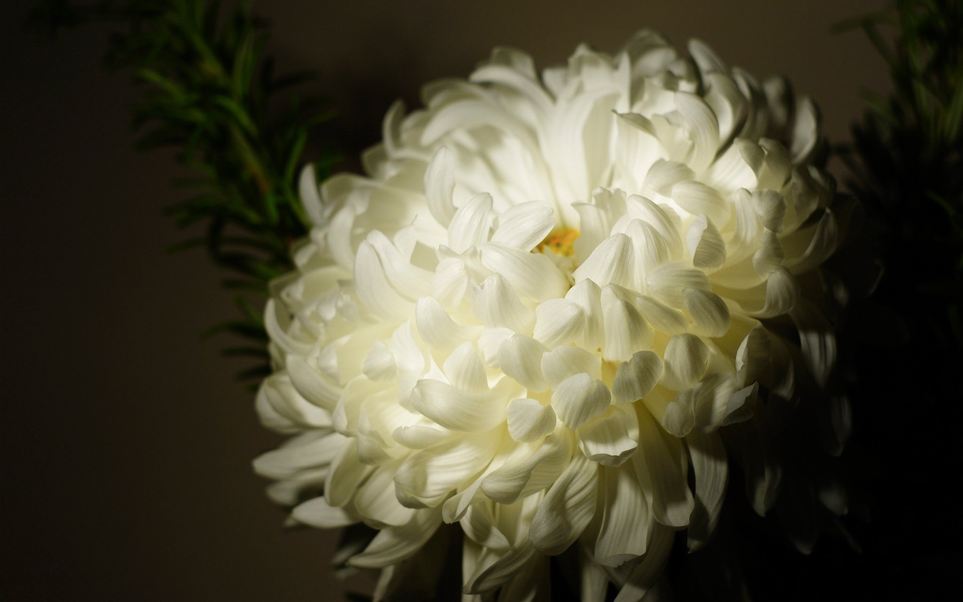 Обои цветок, лепестки, бутон, темный фон, белая, хризантема, flower, petals, bud, the dark background, white, chrysanthemum разрешение 2048x1280 Загрузить