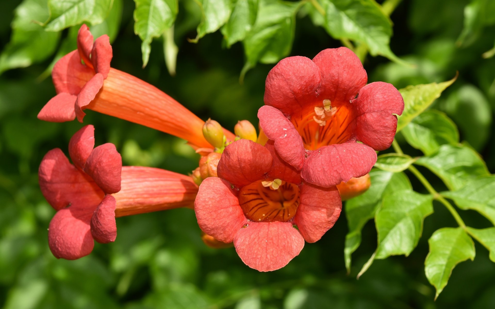 Обои цветы, лето, кампсис, текома, flowers, summer, campsis, tecoma разрешение 6000x4000 Загрузить