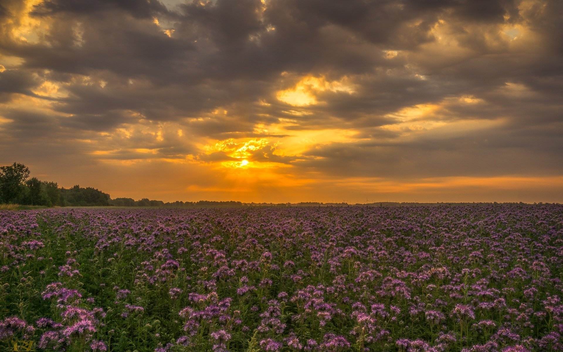 Обои небо, цветы, облака, закат, поле, полевые цветы, the sky, flowers, clouds, sunset, field, wildflowers разрешение 2126x1365 Загрузить