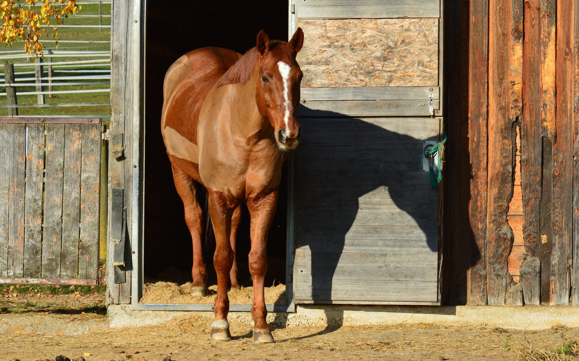 Обои лошадь, животное, конь, грива, horse, animal, mane разрешение 4512x3000 Загрузить