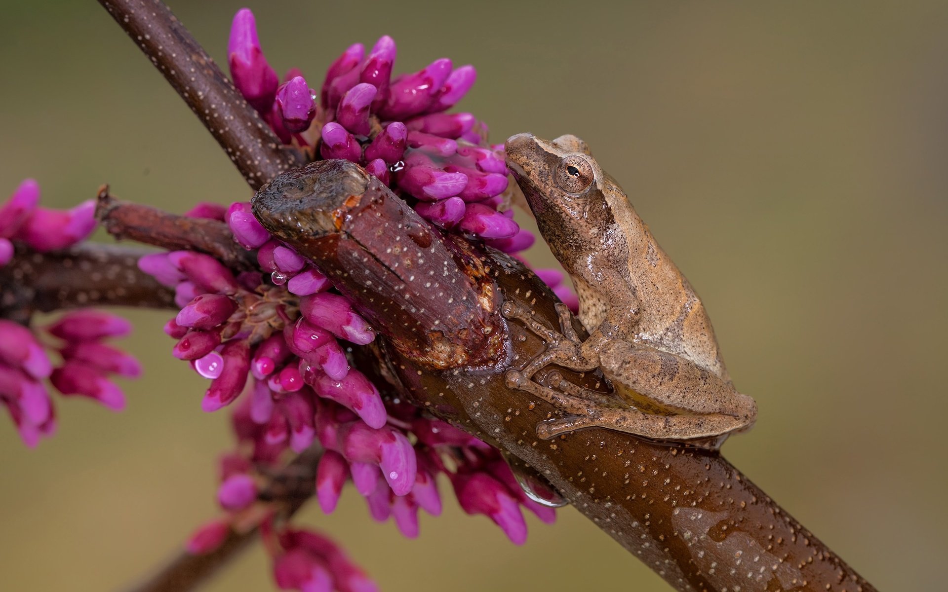 Обои глаза, лягушка, цветы, ветка, природа, бутоны, макро, фон, капли, eyes, frog, flowers, branch, nature, buds, macro, background, drops разрешение 4699x2643 Загрузить