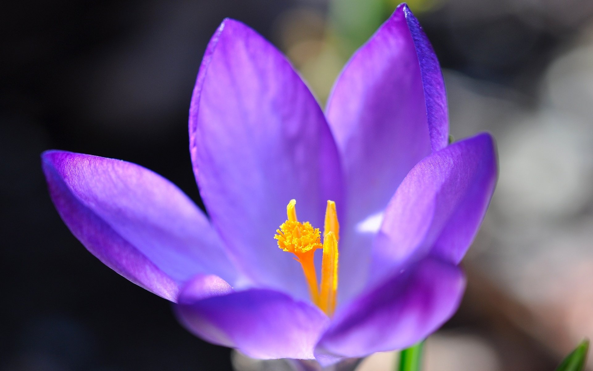 Весенний цветок Крокус лепесток