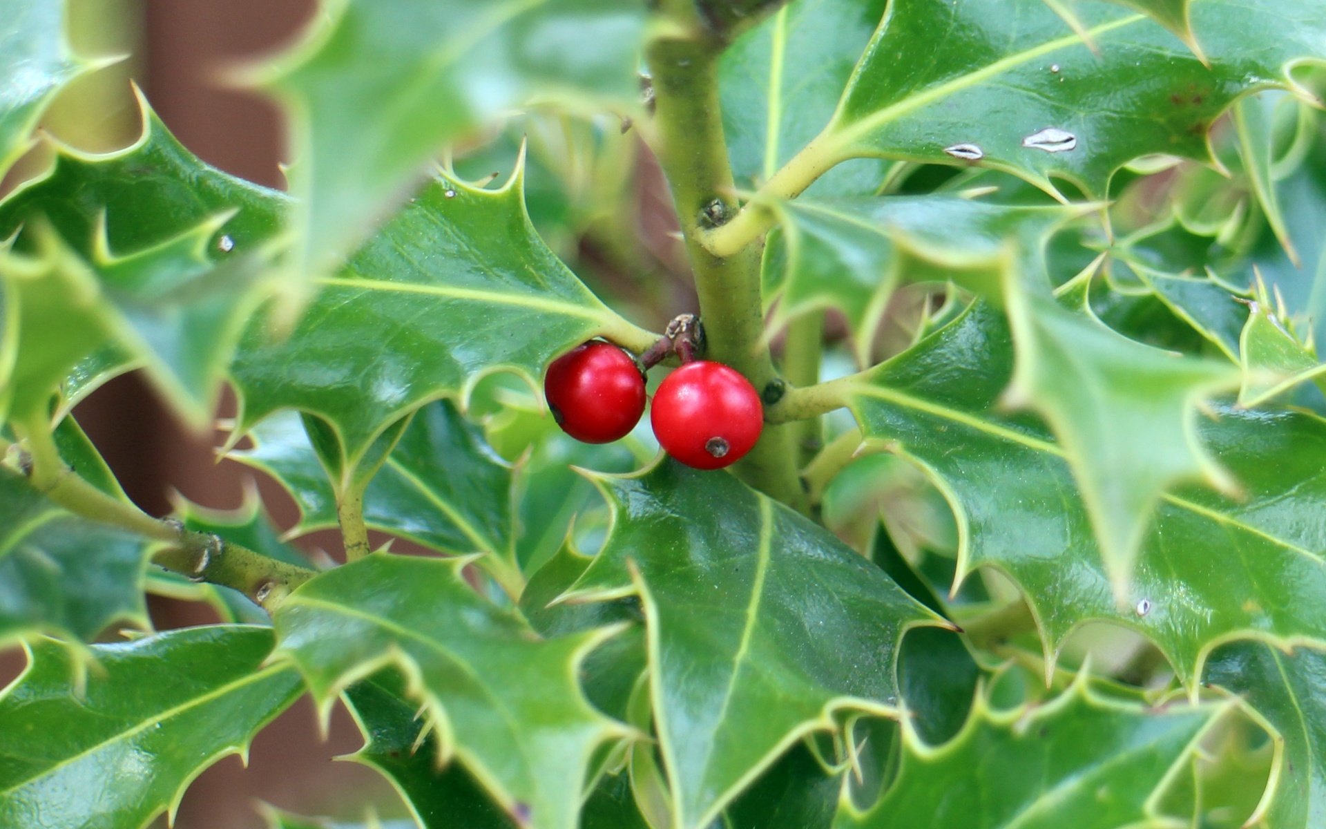 Обои листья, ягоды, растение, кустарник, колючий, падуб, leaves, berries, plant, shrub, barbed, holly разрешение 5184x3204 Загрузить