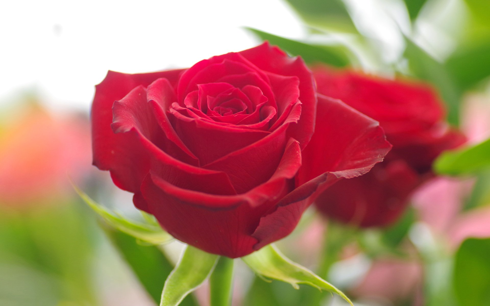 Обои макро, цветок, роза, лепестки, бутон, красная роза, macro, flower, rose, petals, bud, red rose разрешение 4500x3000 Загрузить
