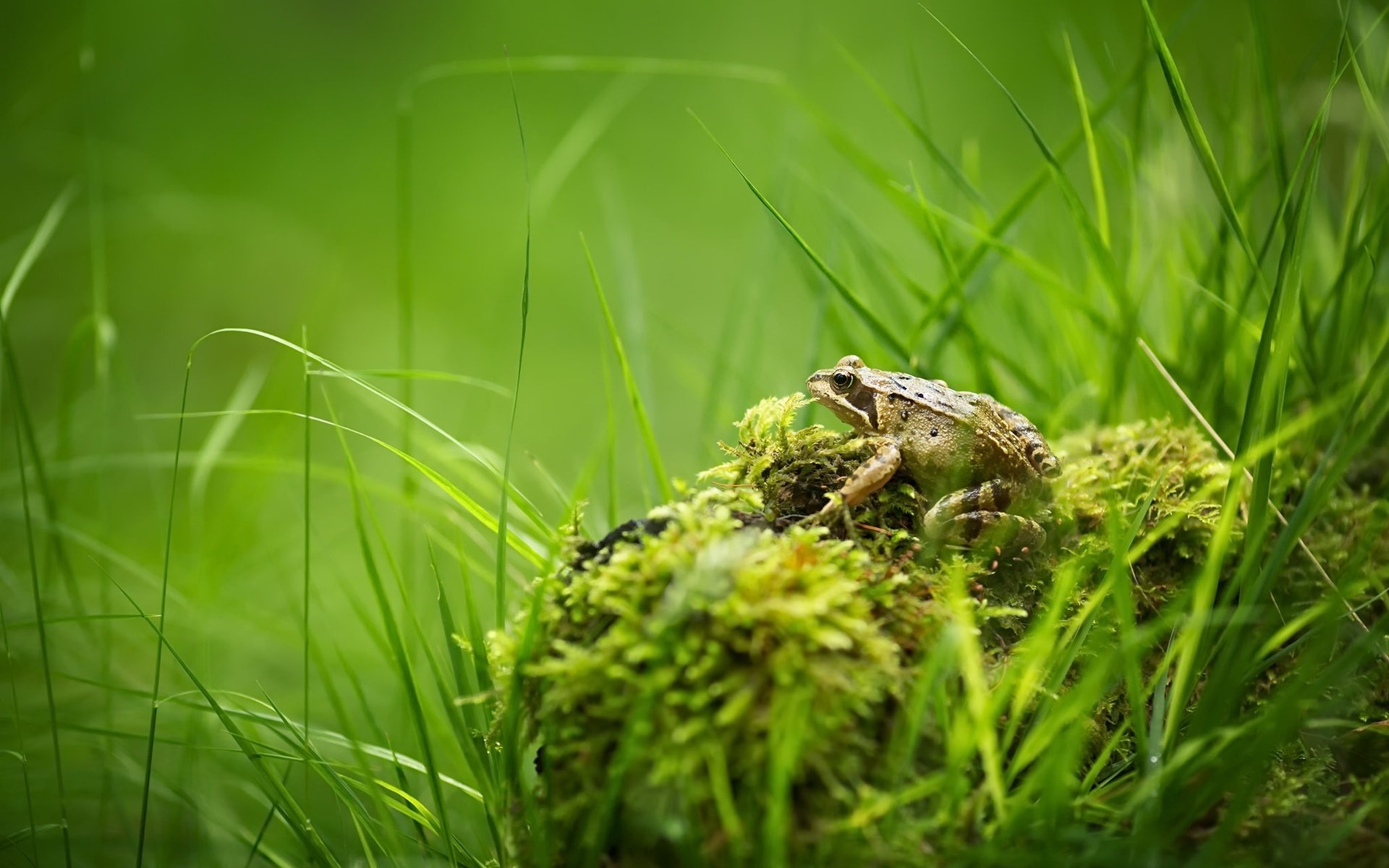 Обои трава, природа, лето, лягушка, мох, grass, nature, summer, frog, moss разрешение 2048x1365 Загрузить