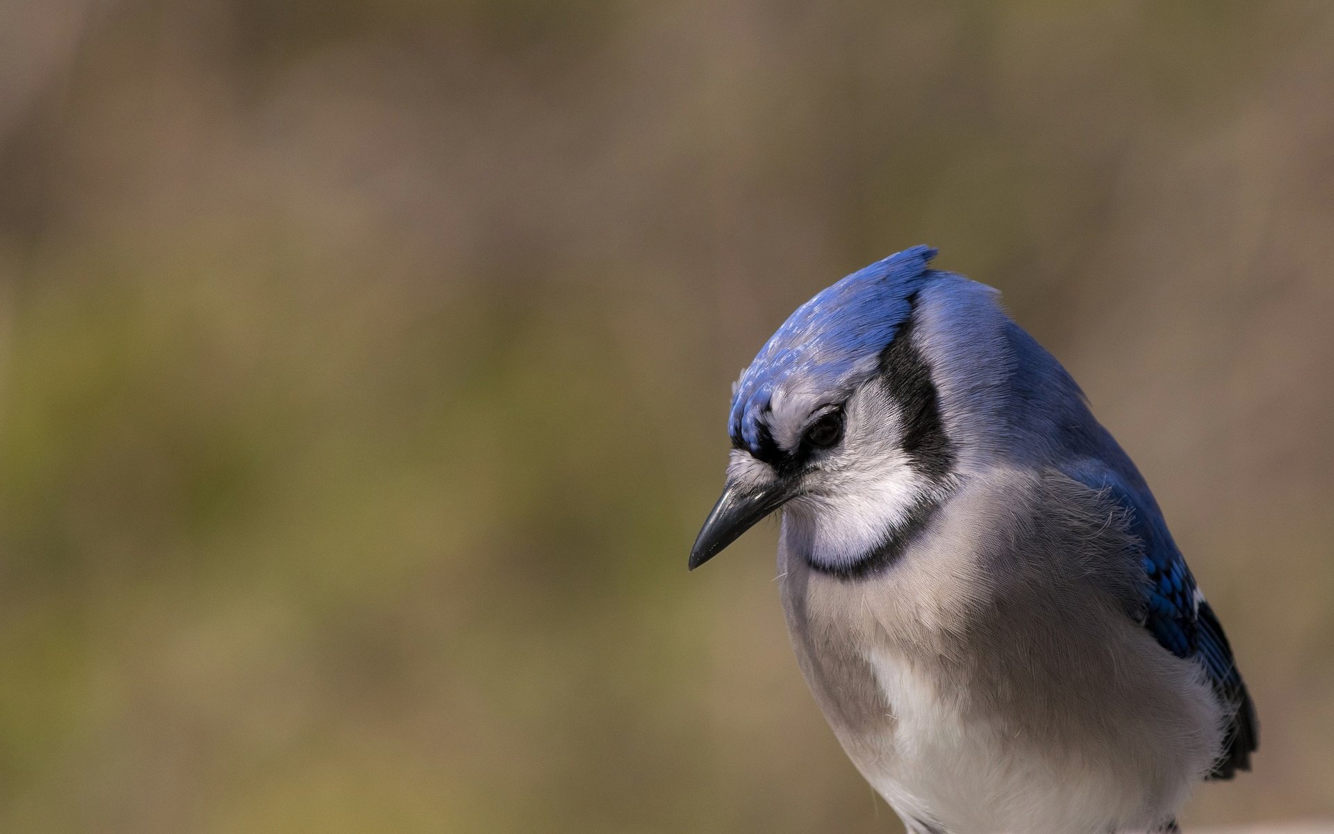 Обои природа, птица, клюв, перья, сойка, голубая сойка, nature, bird, beak, feathers, jay, blue jay разрешение 2048x1366 Загрузить