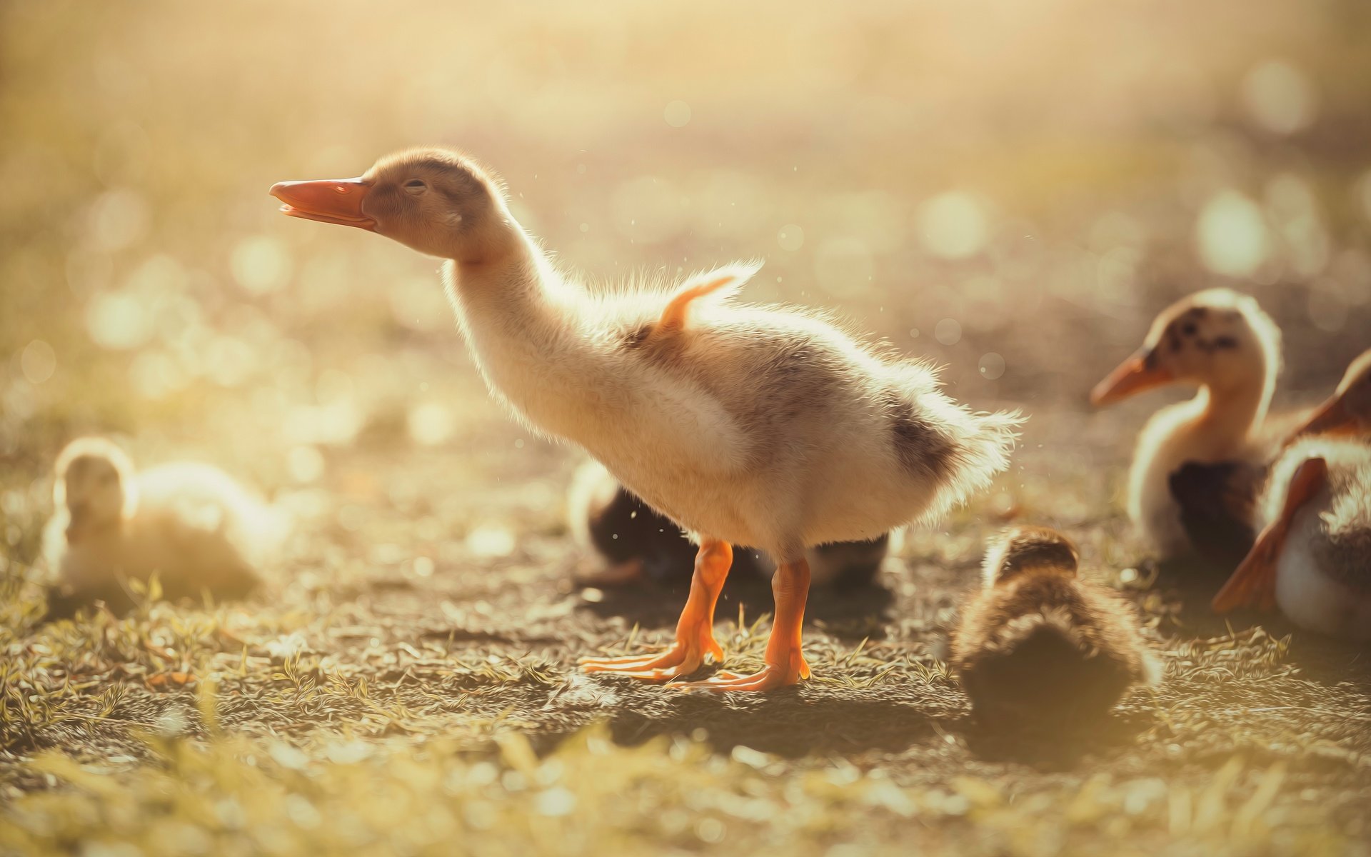 Обои птенец, утенок, природа, птицы, клюв, перья, утята, утки, птенцы, chick, nature, birds, beak, feathers, ducklings, duck, chicks разрешение 5472x3078 Загрузить