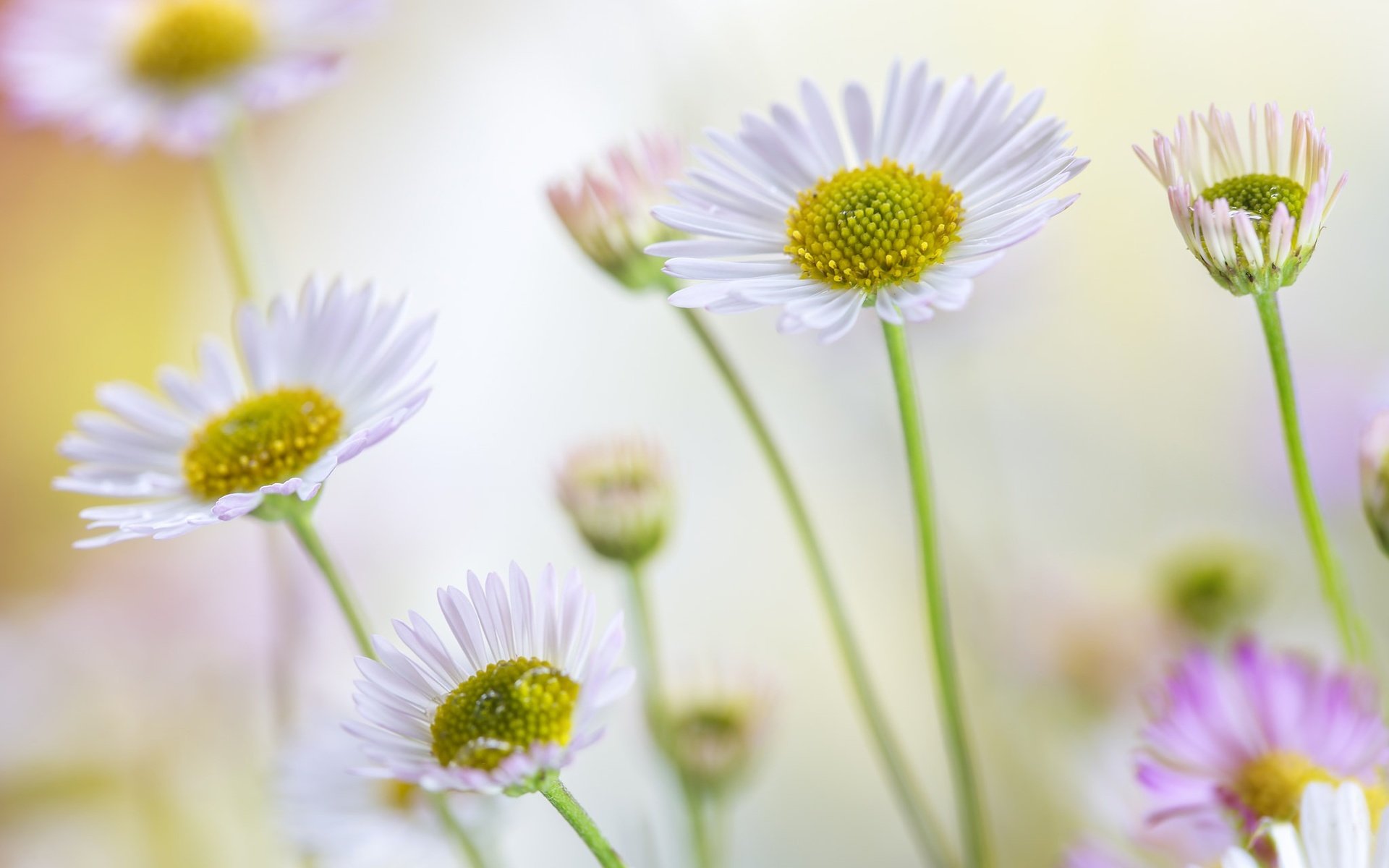 Обои цветы, лето, лепестки, ромашки, стебли, боке, маргаритки, flowers, summer, petals, chamomile, stems, bokeh, daisy разрешение 2048x1365 Загрузить