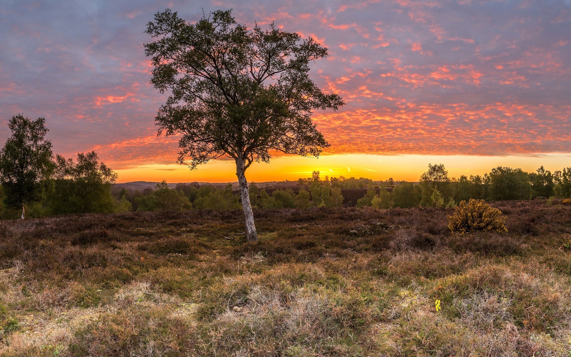 Обои небо, трава, облака, деревья, поле, рассвет, англия, rockford, the sky, grass, clouds, trees, field, dawn, england разрешение 4572x2236 Загрузить