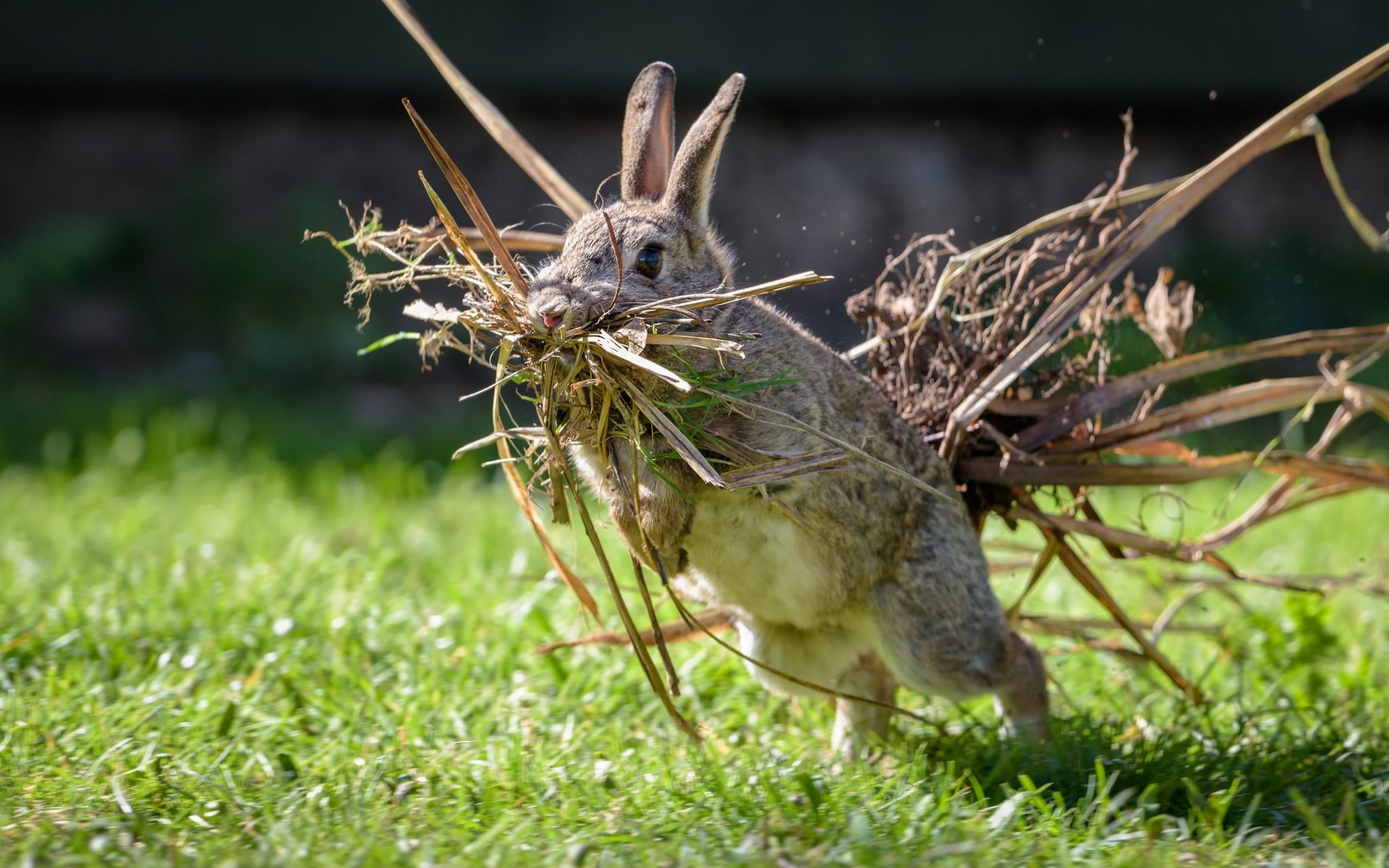 Обои трава, ситуация, кролик, заяц, сухая трава, grass, the situation, rabbit, hare, dry grass разрешение 2048x1367 Загрузить