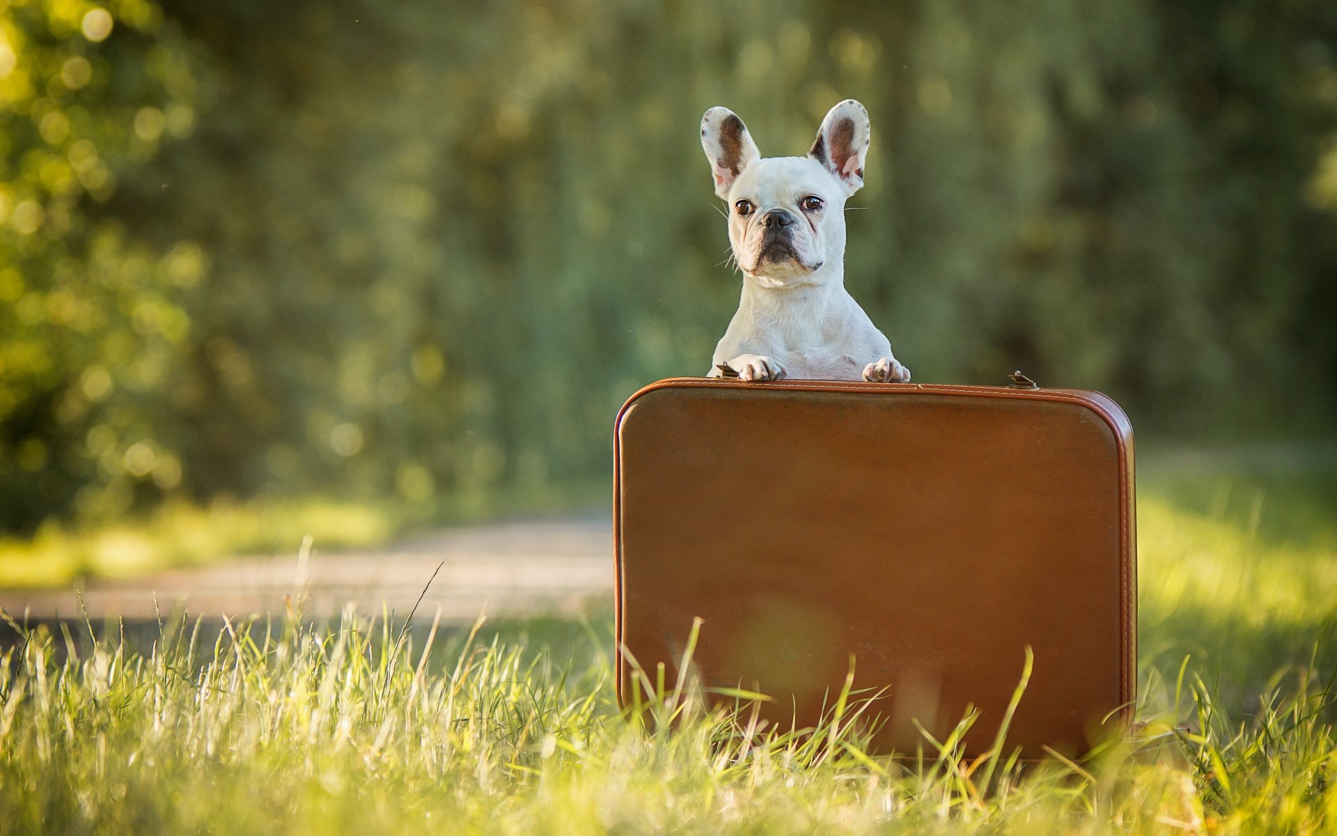 Обои трава, собака, бульдог, кейс, французский бульдог, grass, dog, bulldog, case, french bulldog разрешение 3600x2400 Загрузить