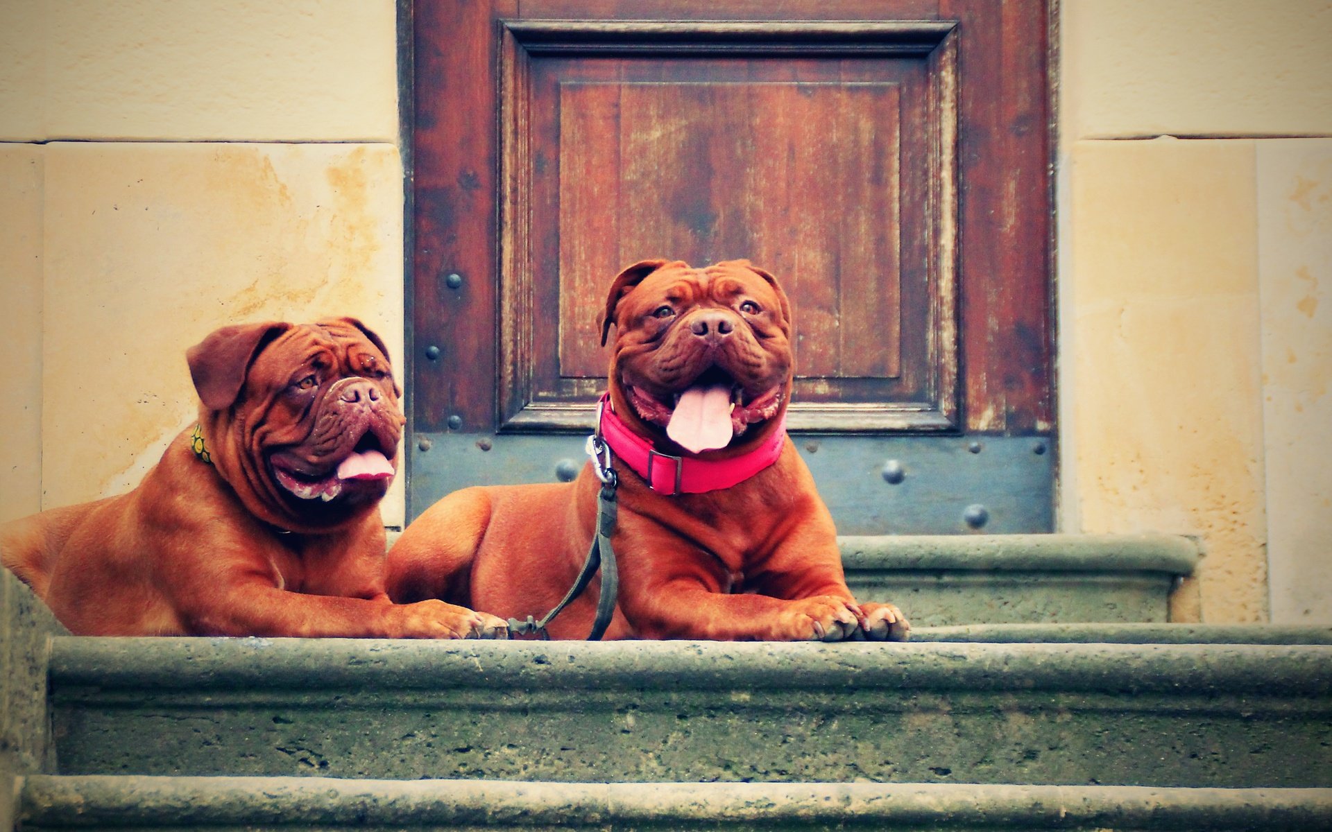 Обои лестница, улица, собаки, бордоский дог, ladder, street, dogs, dogue de bordeaux разрешение 4604x3296 Загрузить