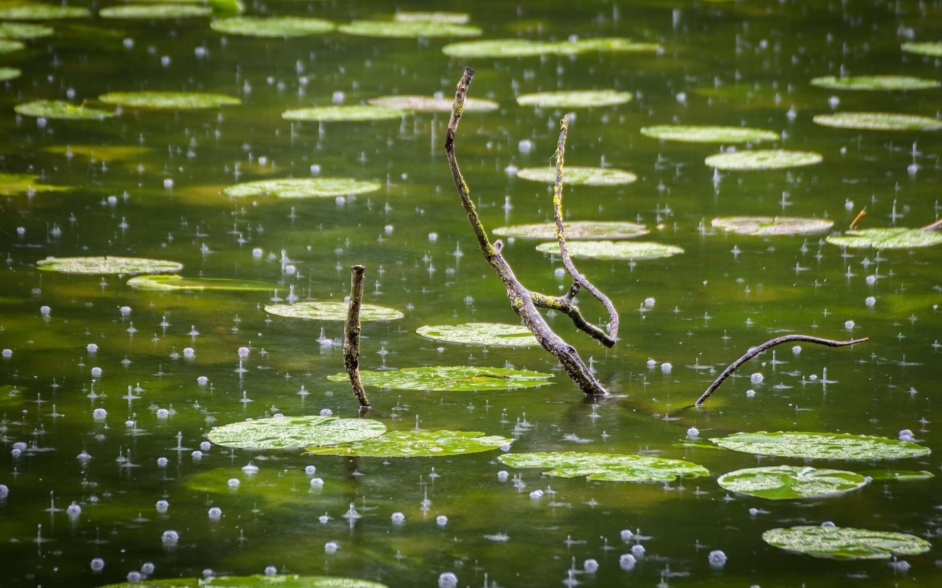 Обои ветка, капли, дождь, пруд, пузырьки, branch, drops, rain, pond, bubbles разрешение 2560x1706 Загрузить