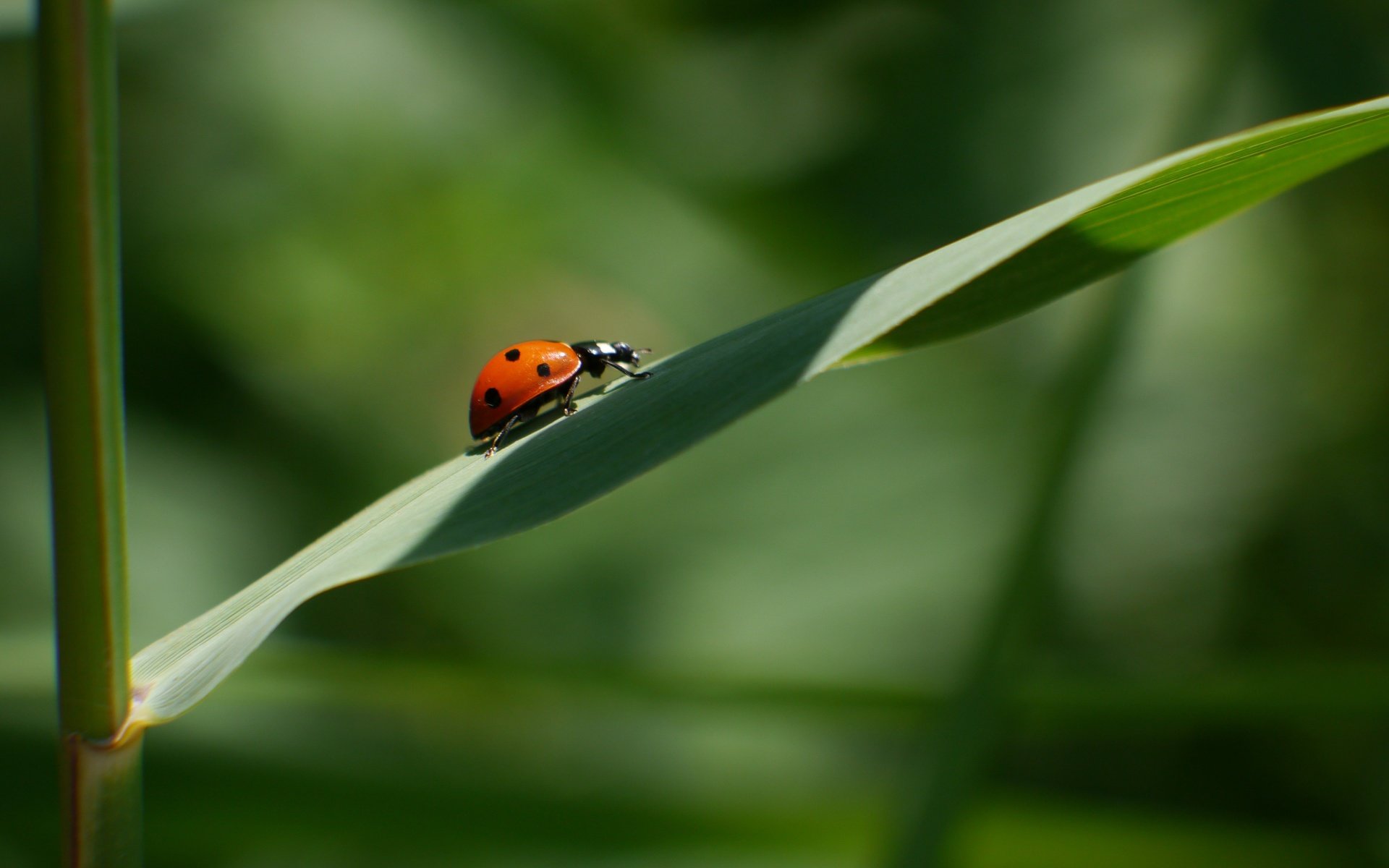 Обои трава, природа, жук, макро, лист, божья коровка, grass, nature, beetle, macro, sheet, ladybug разрешение 4608x3456 Загрузить