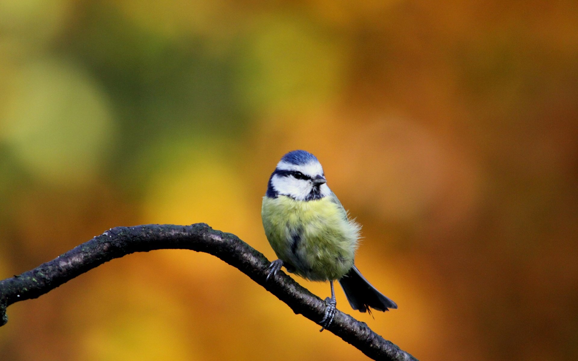 Обои осень, птица, синица, autumn, bird, tit разрешение 4752x3168 Загрузить