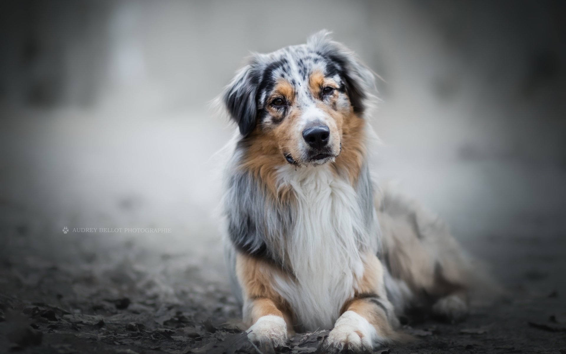 Обои глаза, взгляд, собака, австралийская овчарка, аусси, eyes, look, dog, australian shepherd, aussie разрешение 2560x1600 Загрузить