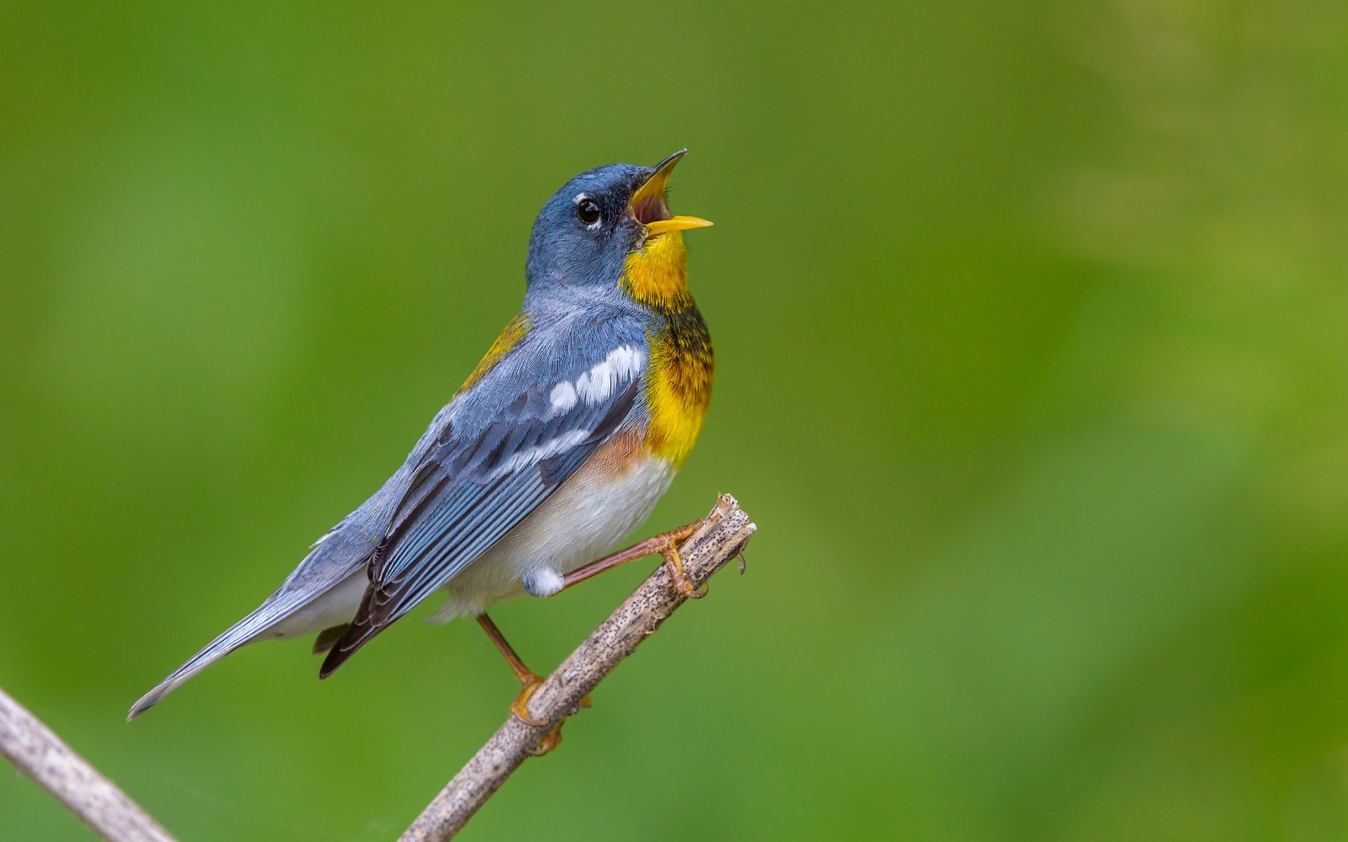 Обои птица, клюв, перья, белоглазая парула, славка, bird, beak, feathers, ferruginous of parul, warbler разрешение 2880x1800 Загрузить