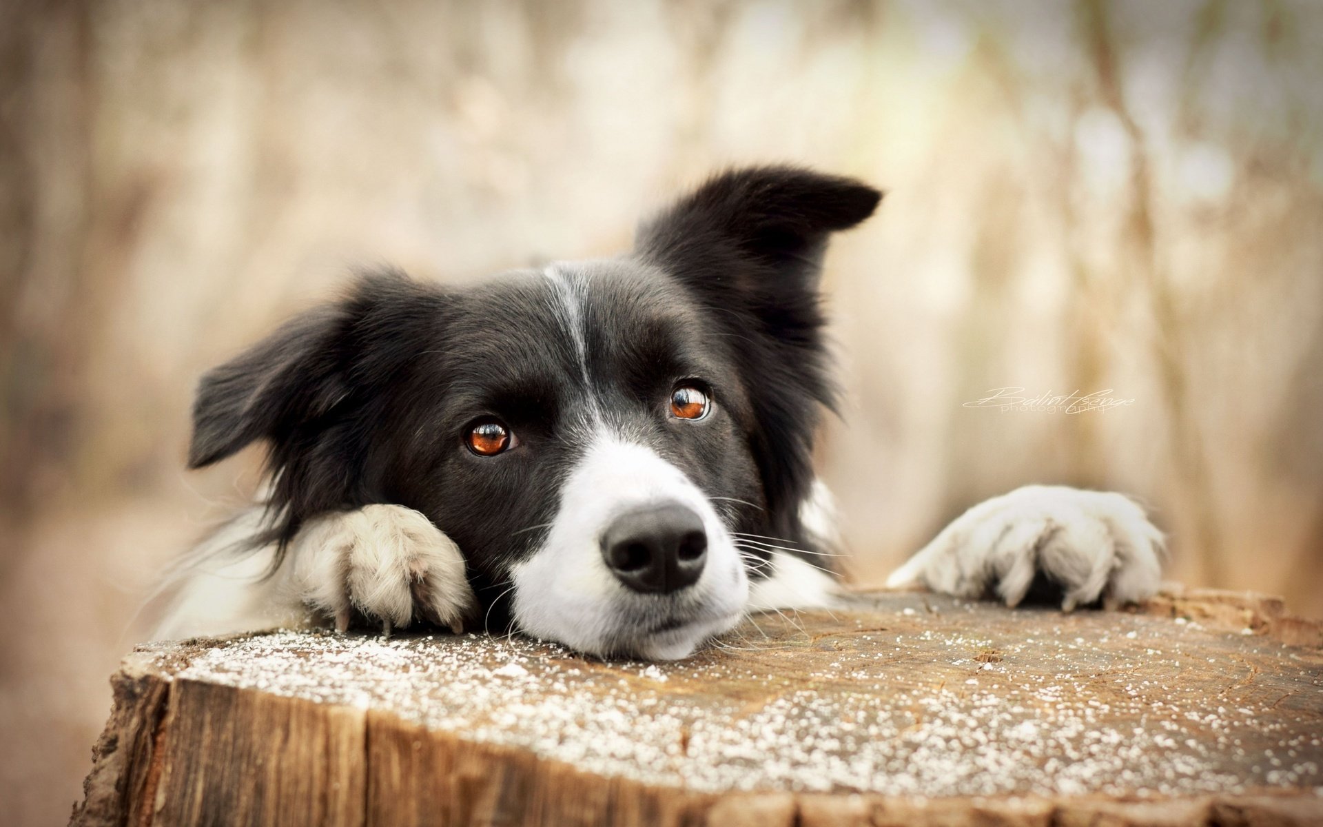 Обои глаза, мордочка, взгляд, собака, пенек, бордер-колли, eyes, muzzle, look, dog, stump, the border collie разрешение 2560x1708 Загрузить