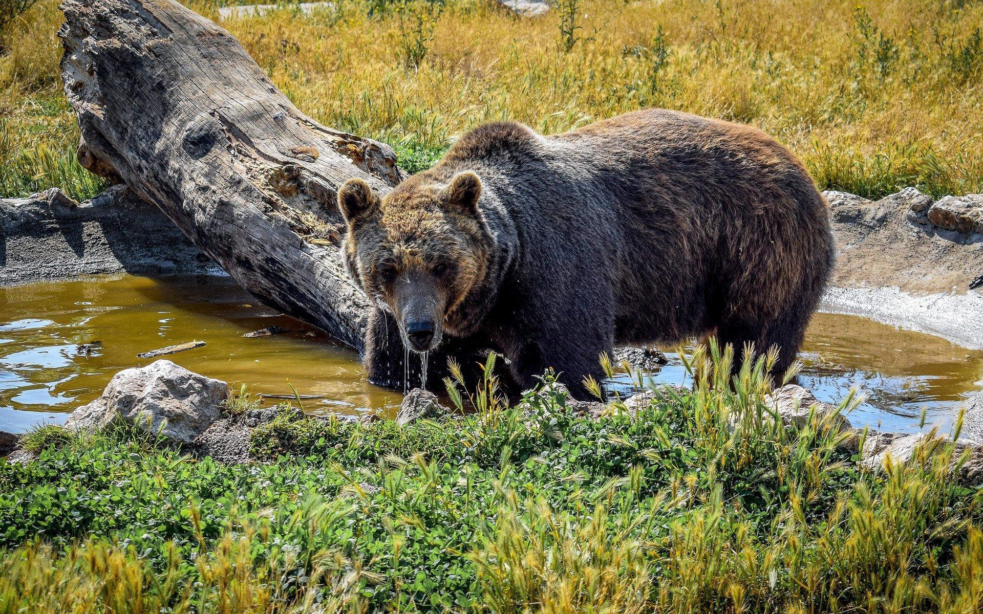 Обои трава, вода, солнце, камни, медведь, коряга, бурый, grass, water, the sun, stones, bear, snag, brown разрешение 4000x2250 Загрузить