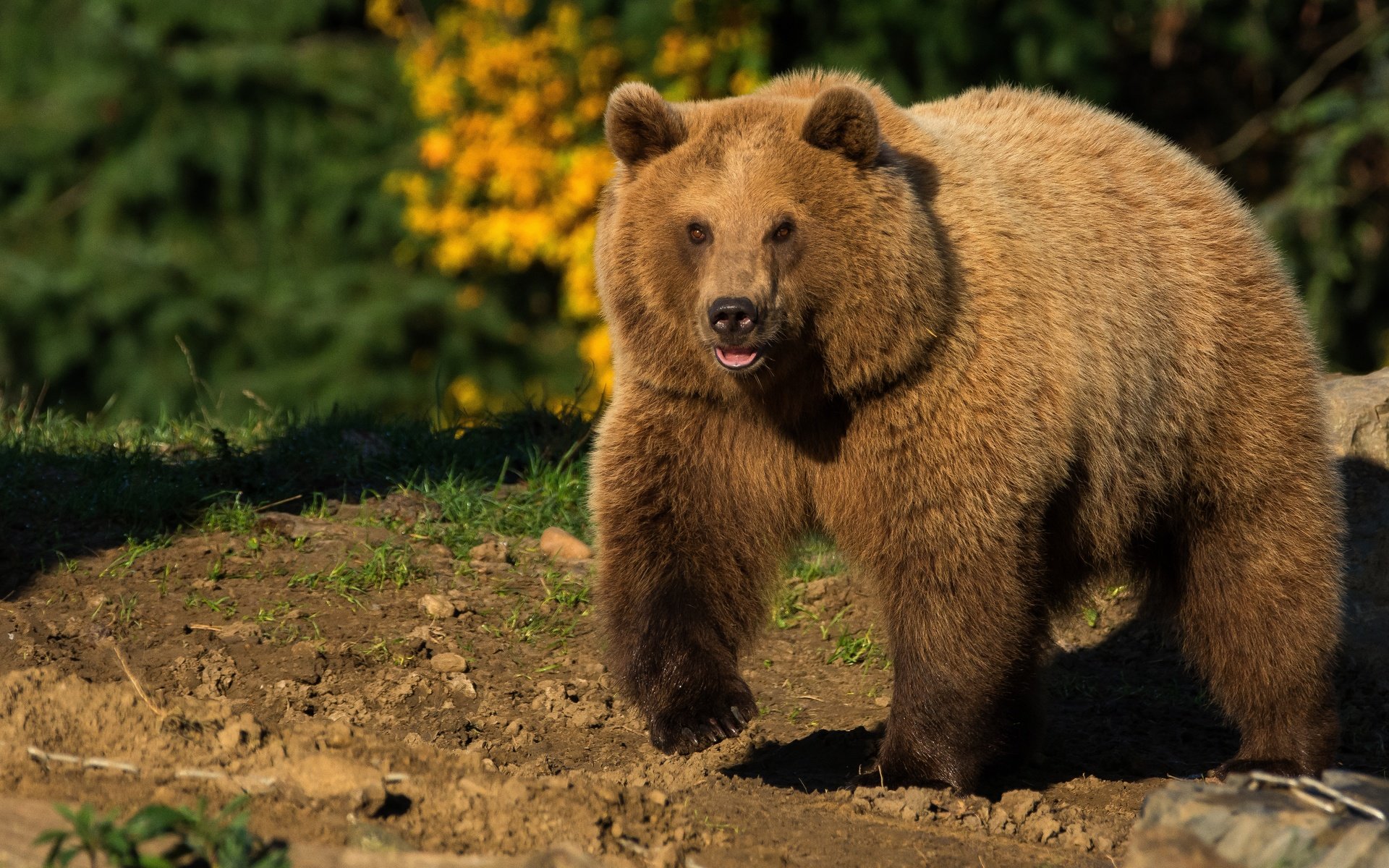 Обои природа, животные, медведь, солнечно, бурый медведь, nature, animals, bear, sunny, brown bear разрешение 5223x2938 Загрузить