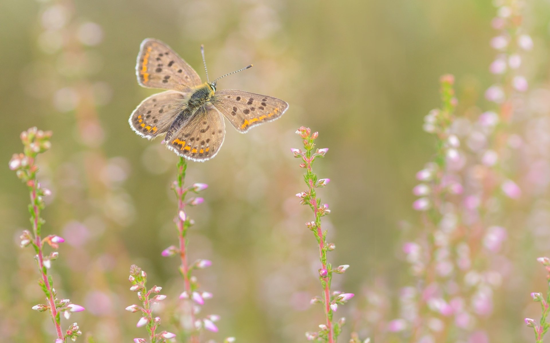 Обои цветы, природа, насекомое, фон, бабочка, крылья, flowers, nature, insect, background, butterfly, wings разрешение 2048x1365 Загрузить