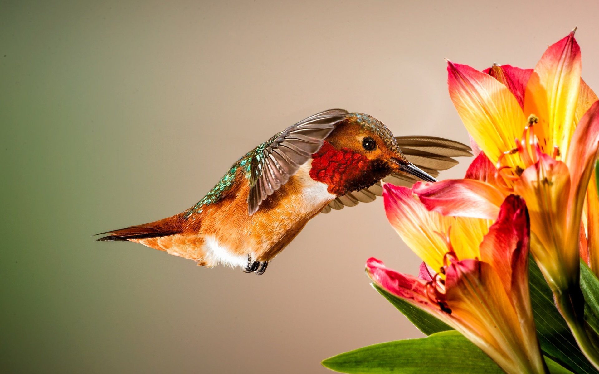 Обои цветы, птицы, птица, клюв, перья, колибри, колибри аллена, flowers, birds, bird, beak, feathers, hummingbird, hummingbird allen разрешение 2048x1366 Загрузить