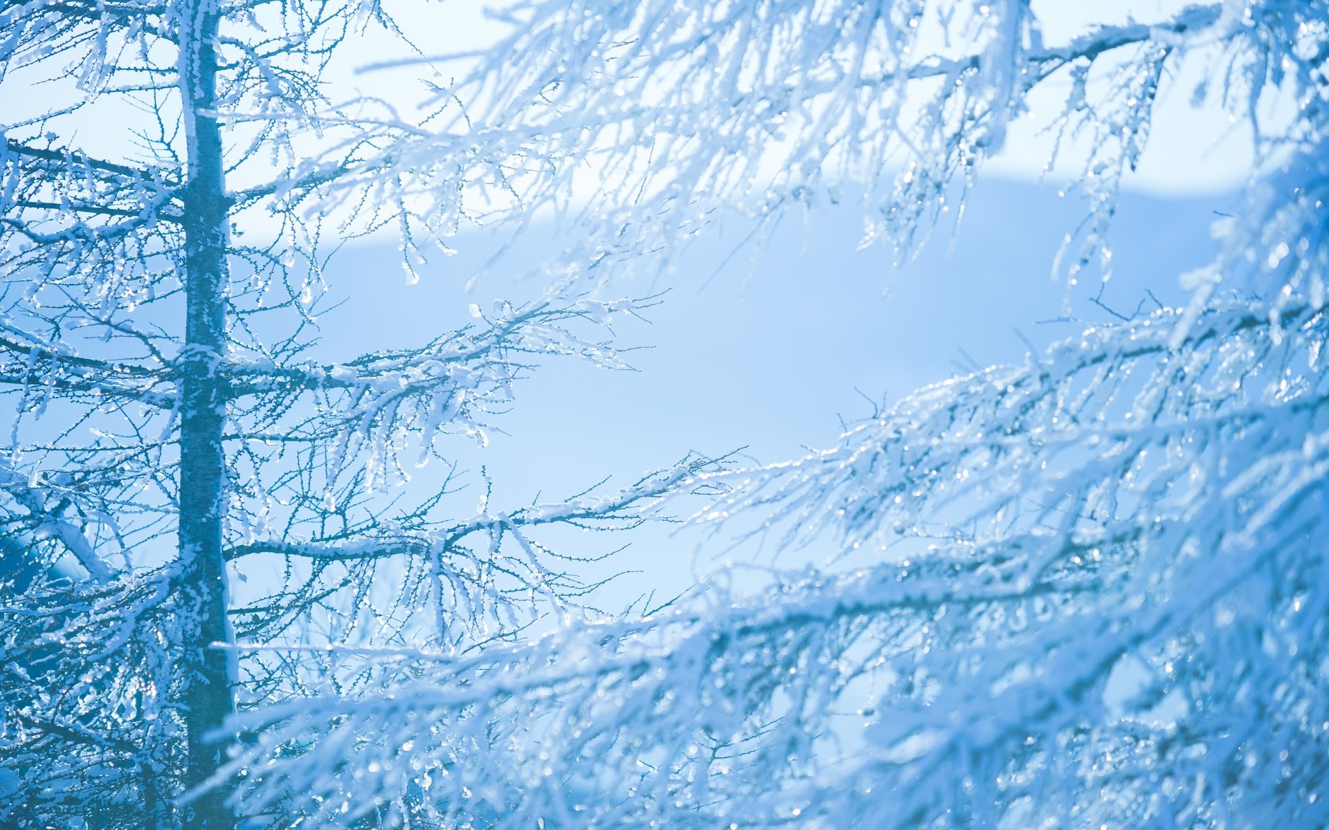 Обои деревья, снег, зима, ветки, trees, snow, winter, branches разрешение 6000x4000 Загрузить