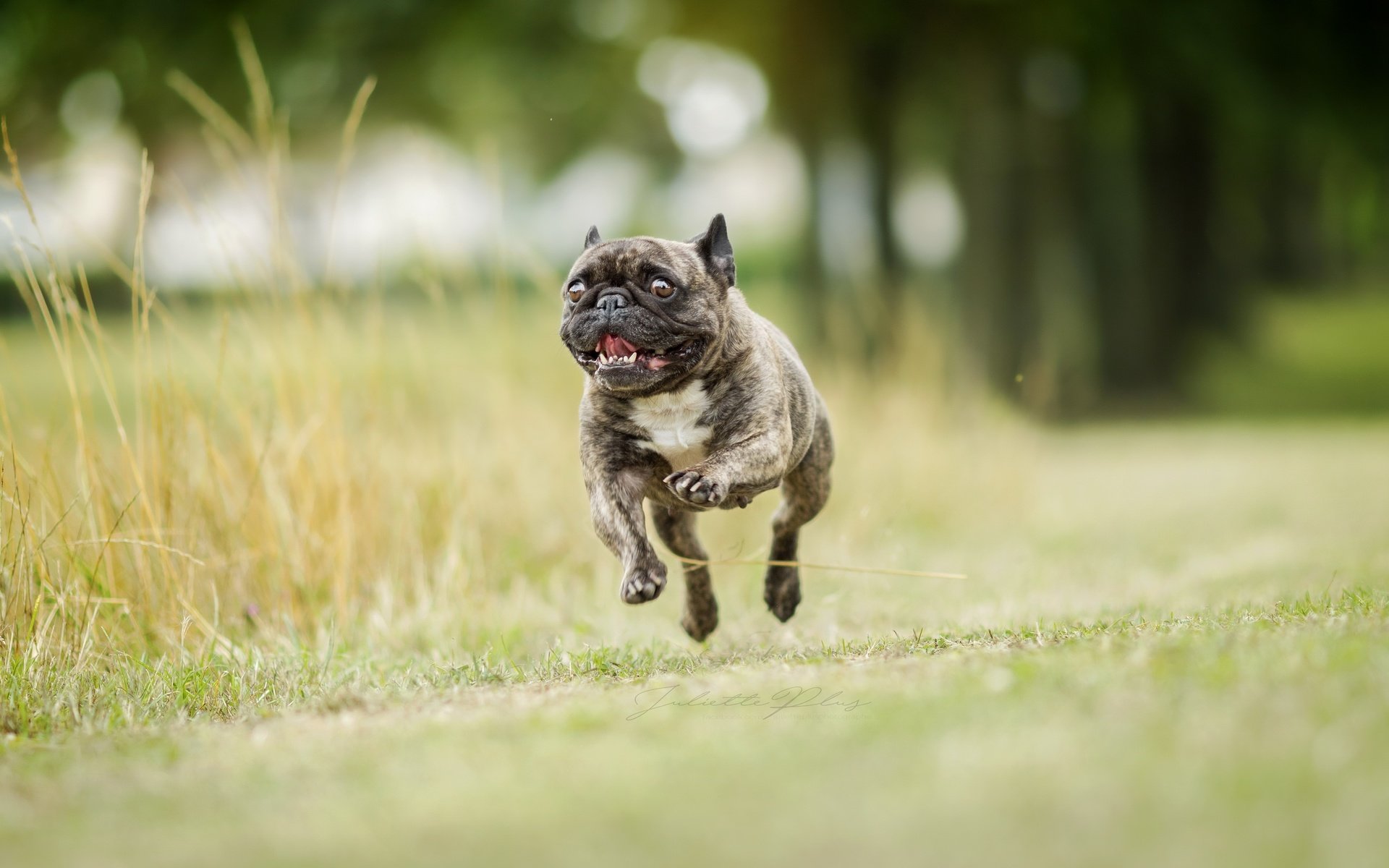 Обои фон, собака, бег, французский бульдог, background, dog, running, french bulldog разрешение 2560x1707 Загрузить
