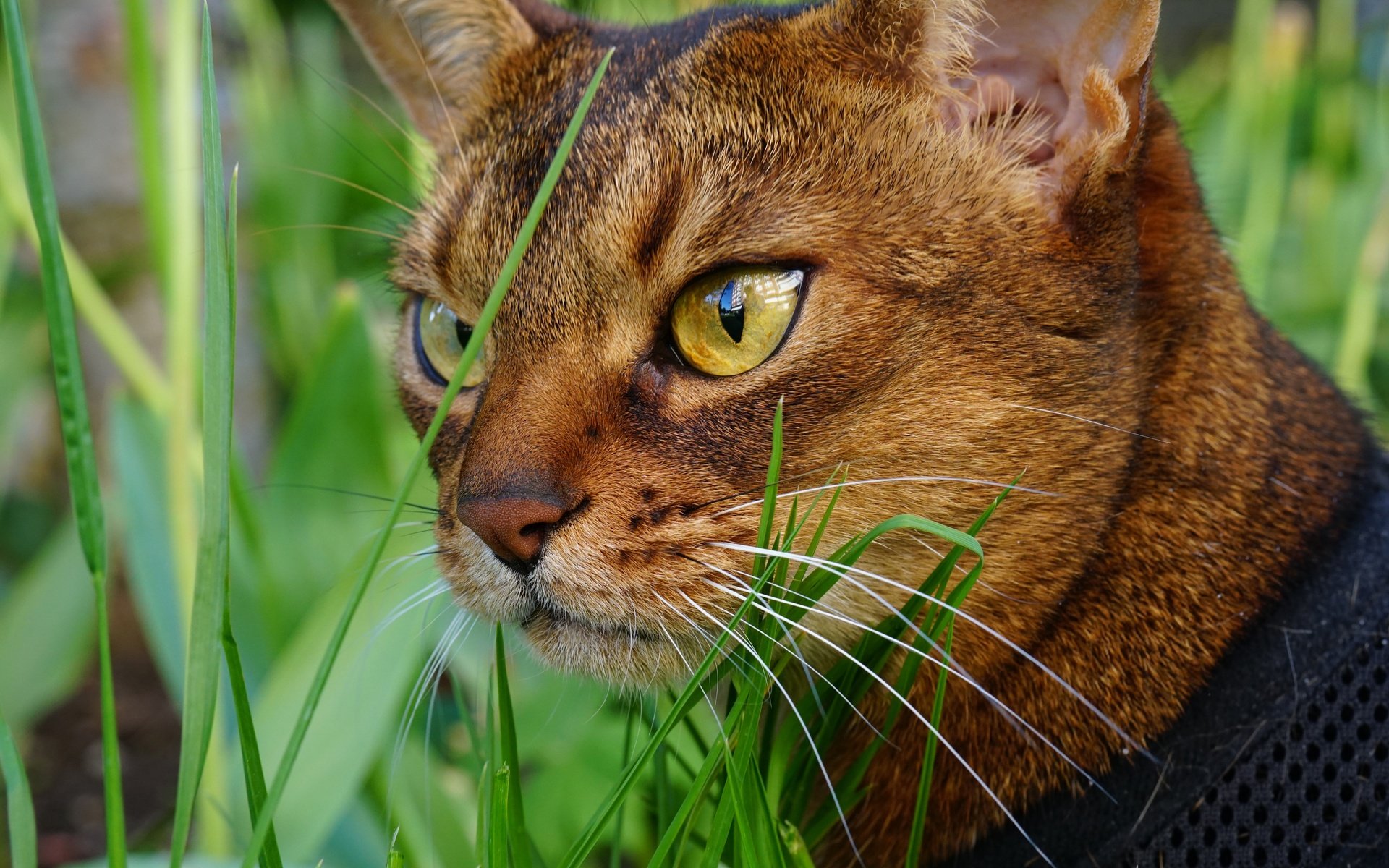 Обои глаза, морда, трава, кот, мордочка, усы, кошка, взгляд, eyes, face, grass, cat, muzzle, mustache, look разрешение 6000x4000 Загрузить